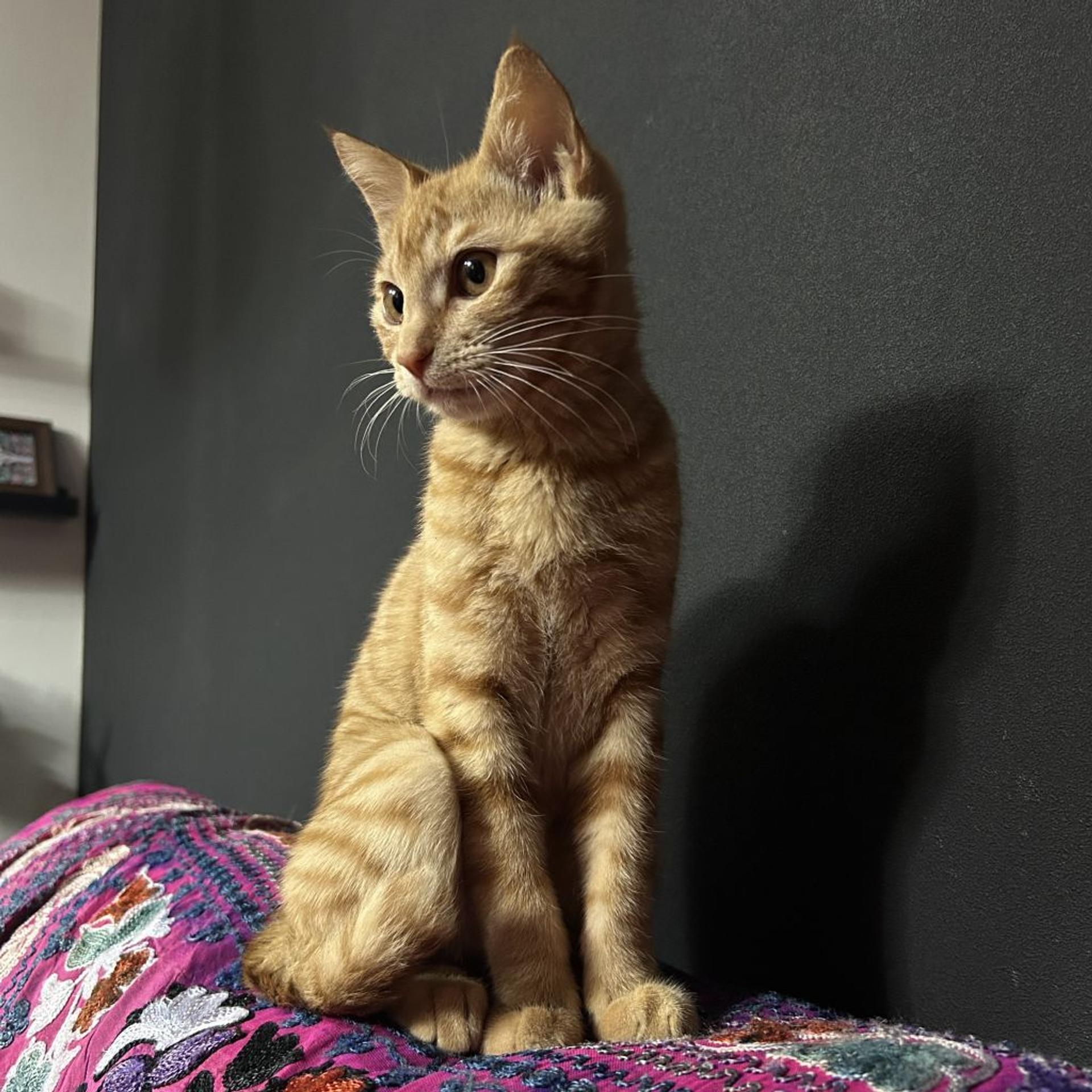 pet-image-4