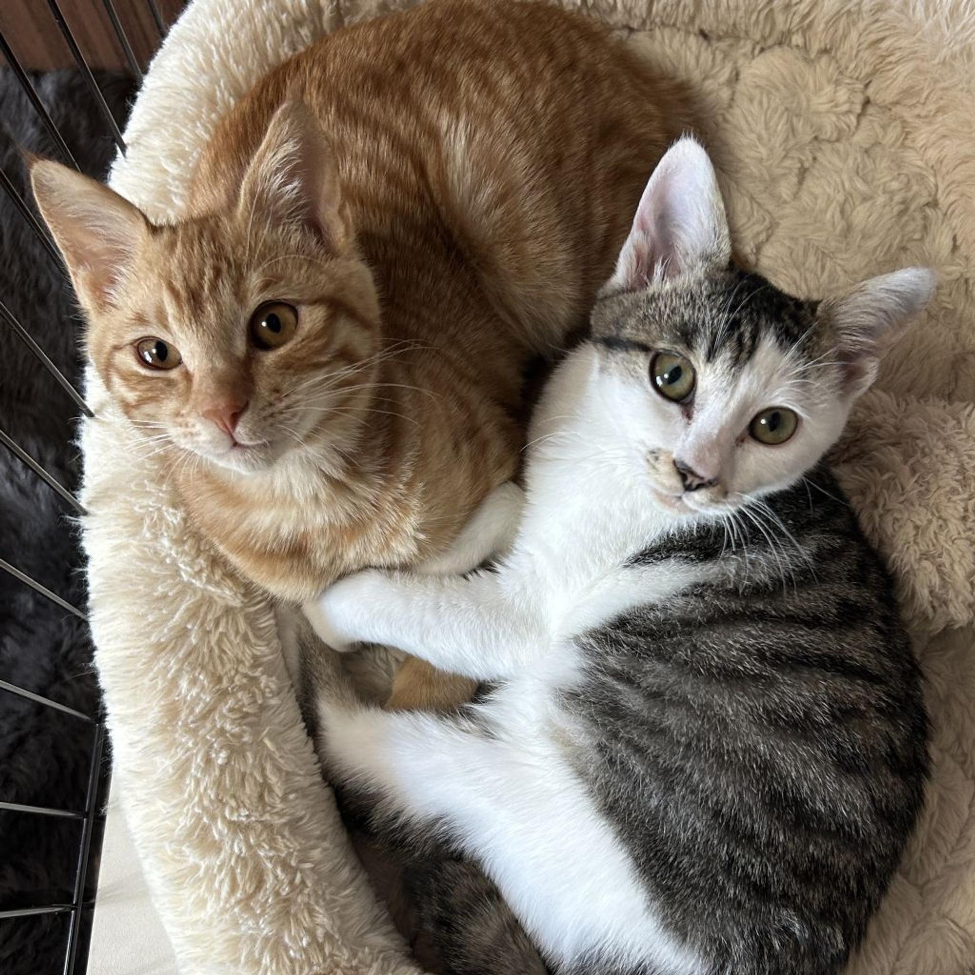 pet-image-9