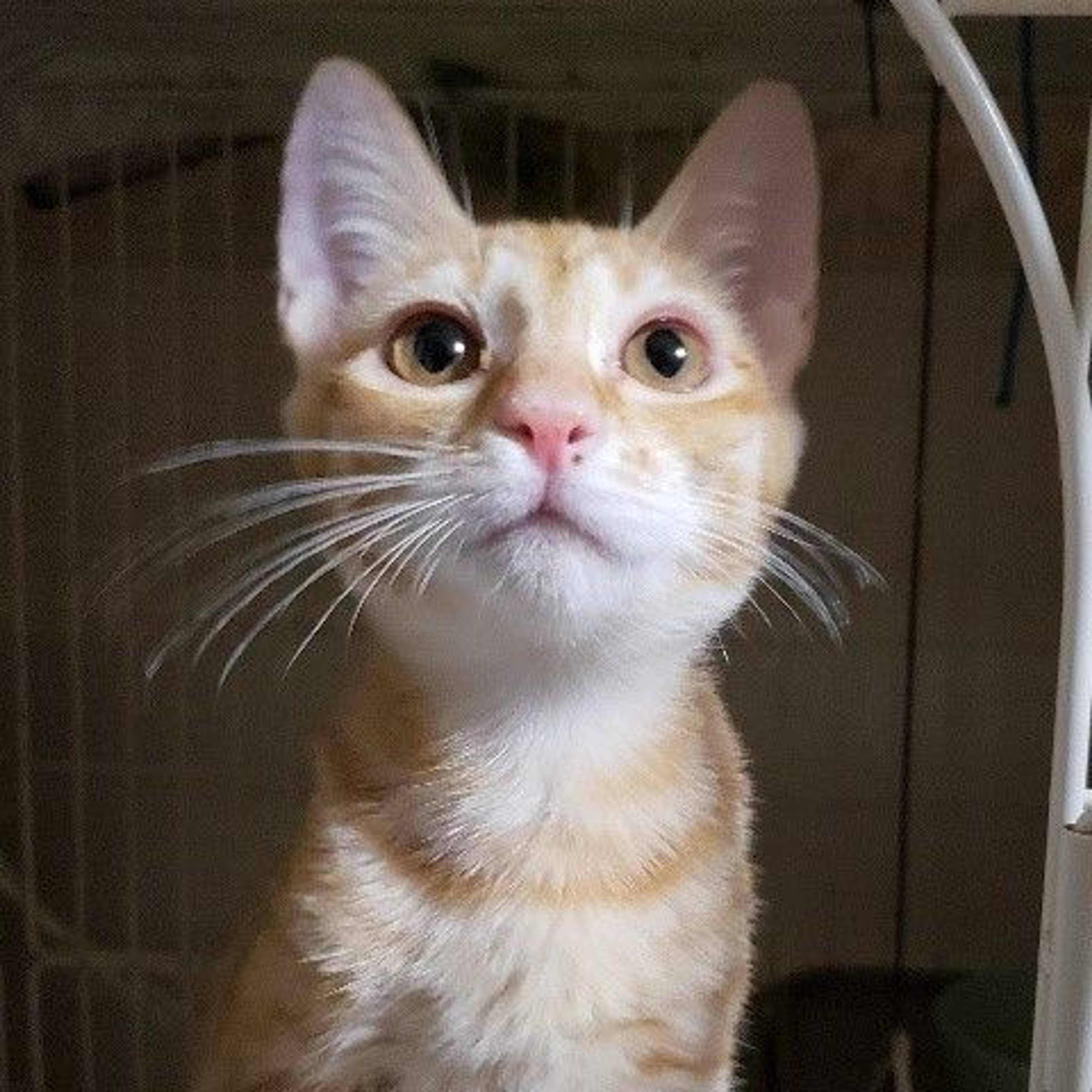 雑種（ミックス猫）・メスの里親募集の写真