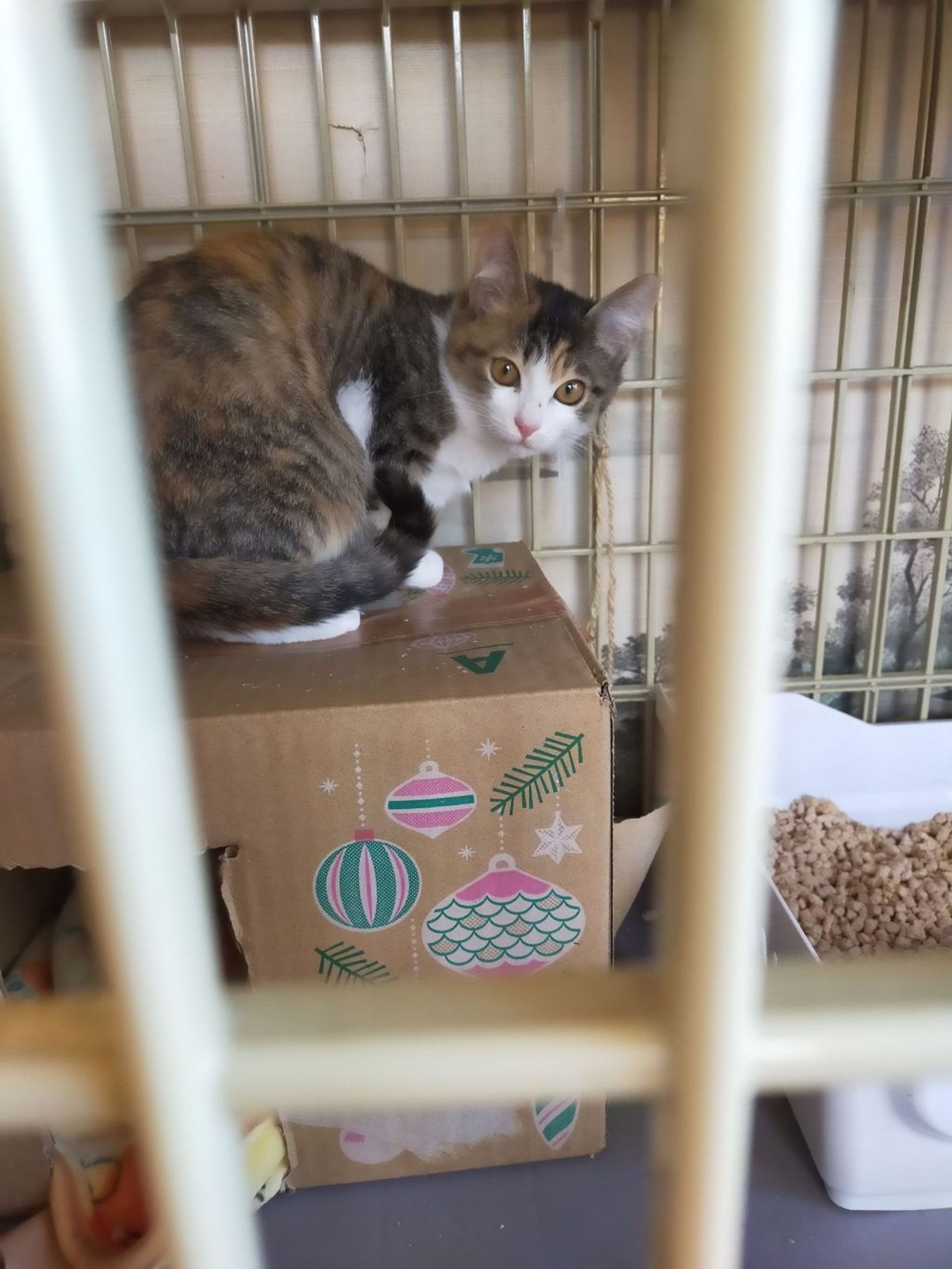 雑種（ミックス猫）・メスの里親募集の写真