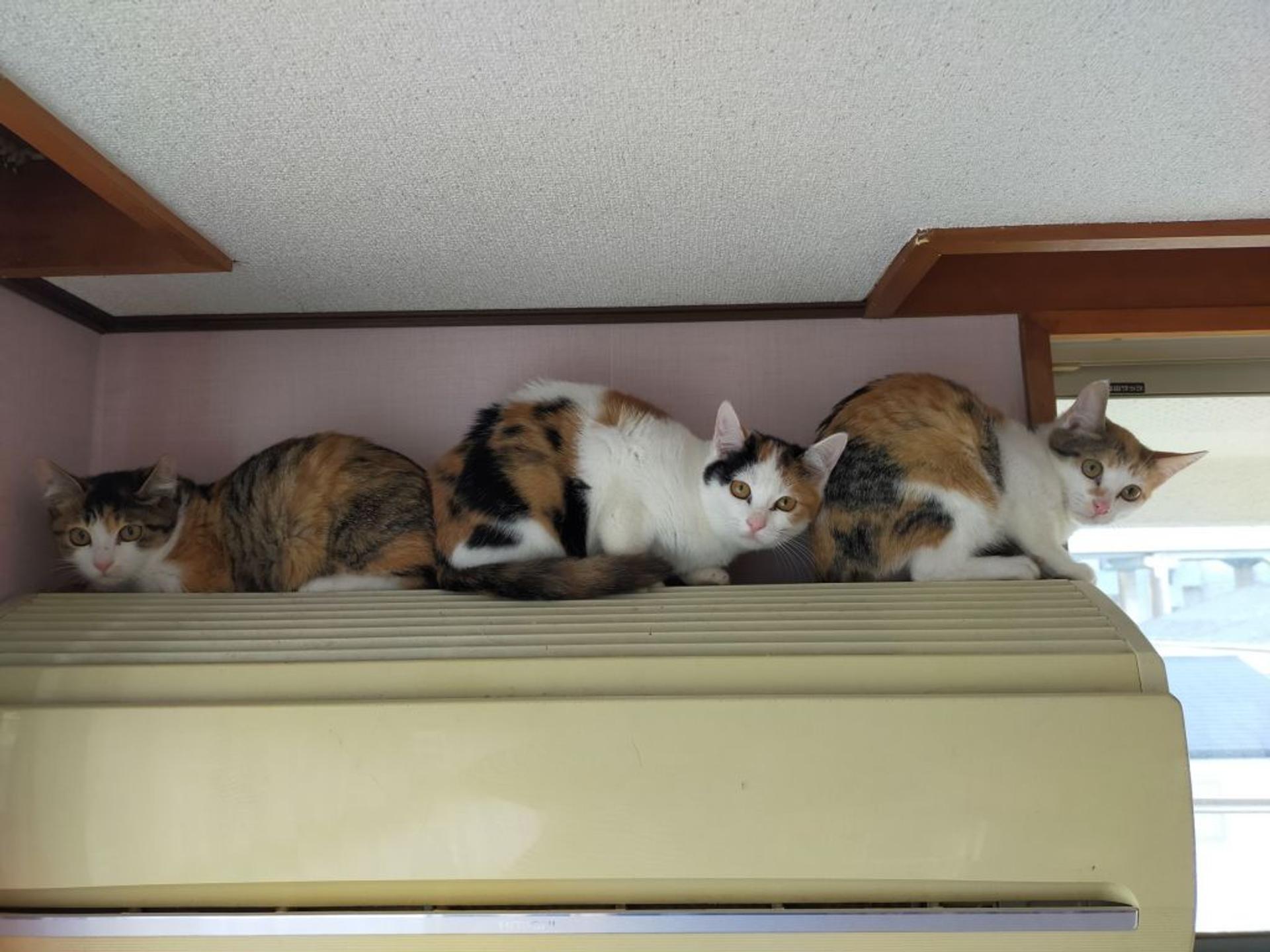 pet-image-4