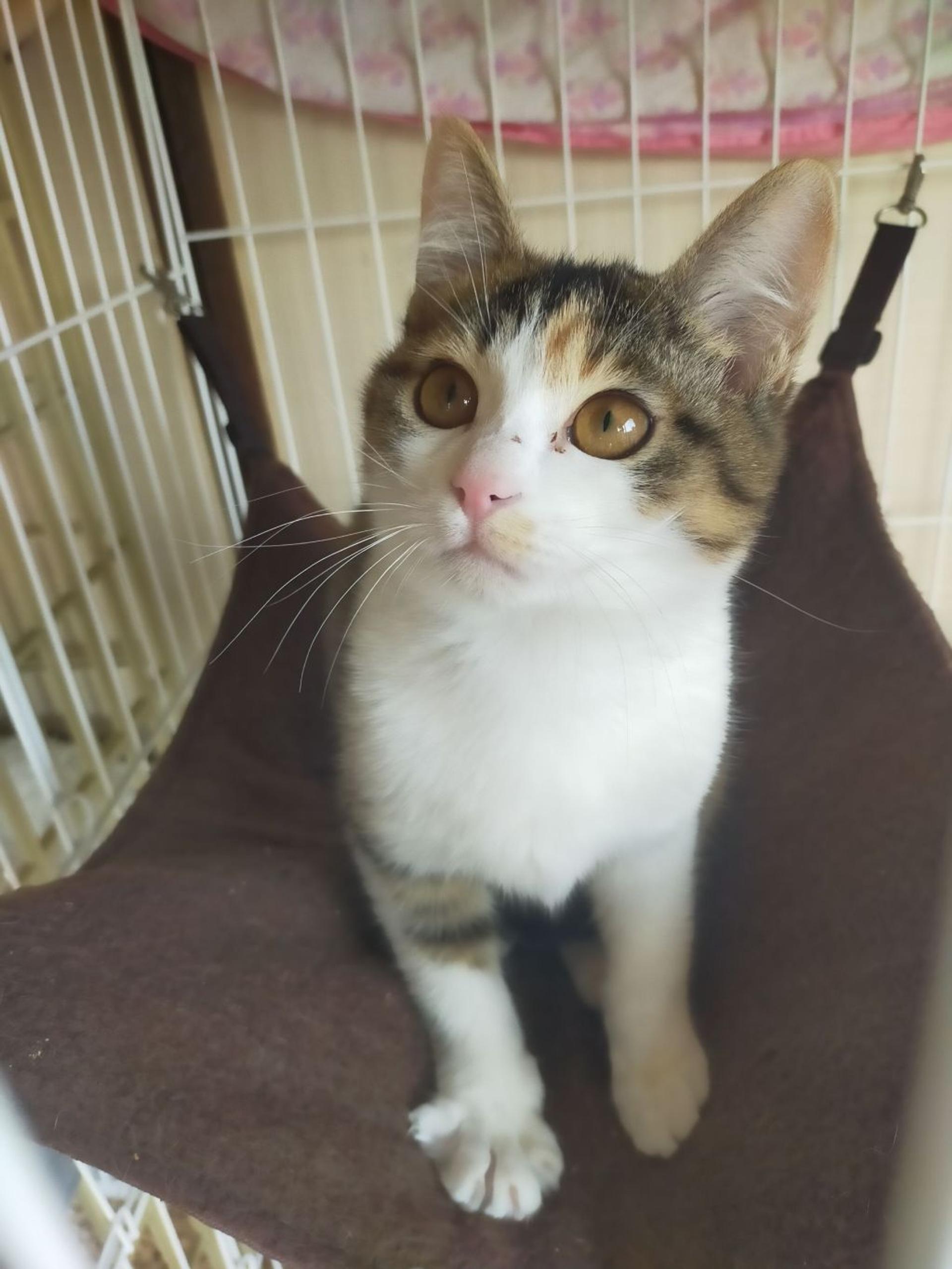 pet-image-2