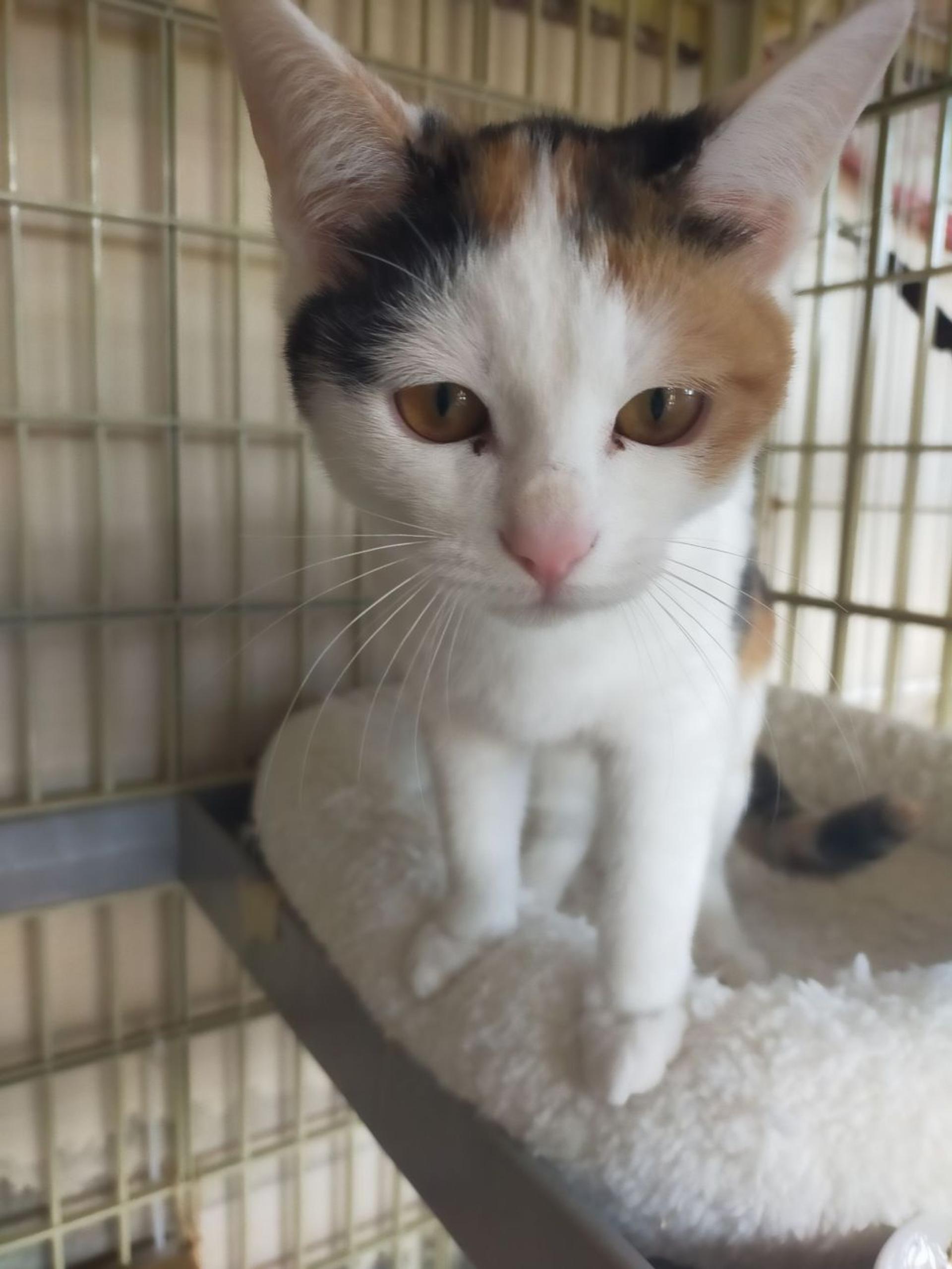 pet-image-4