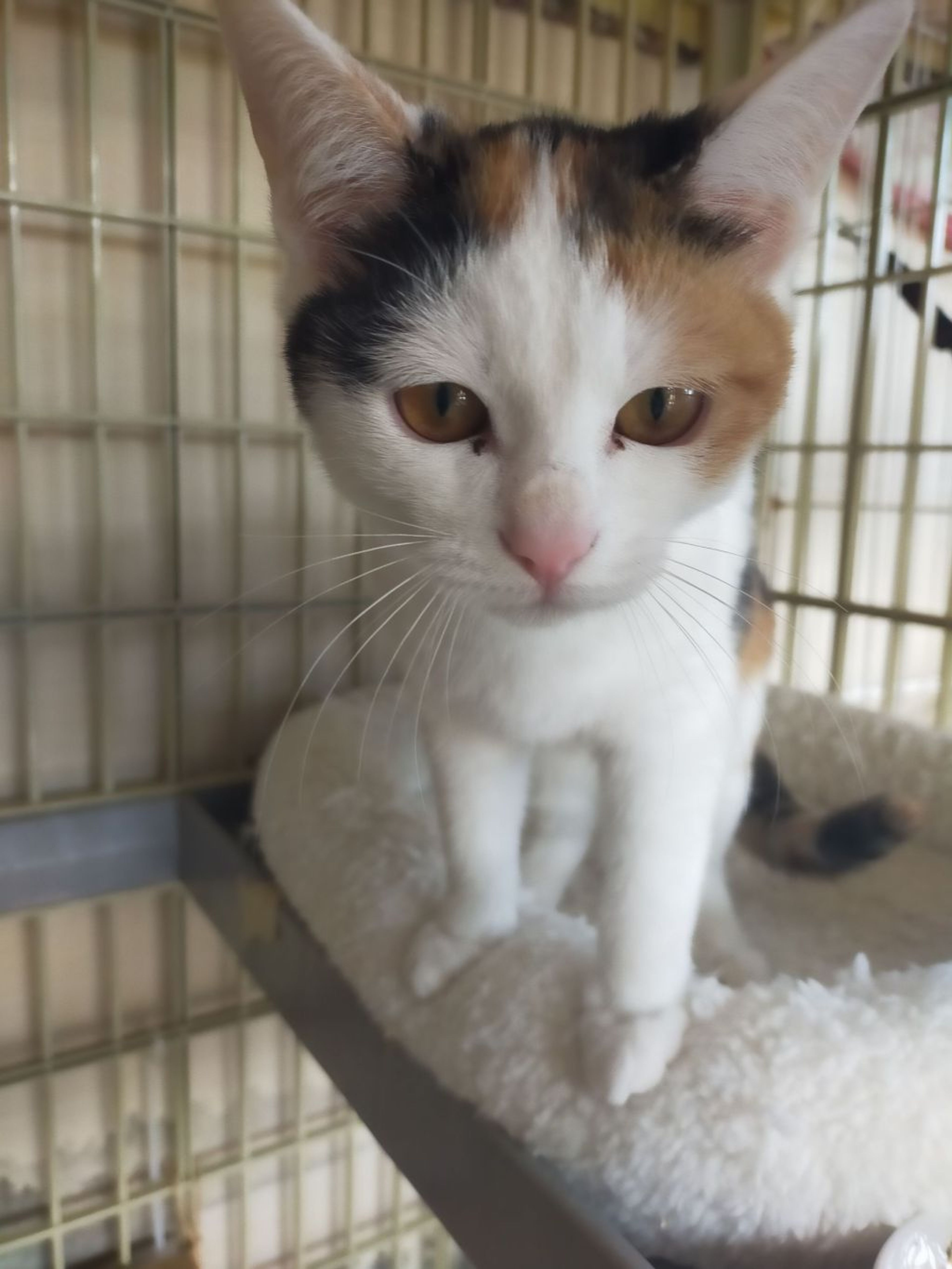 pet-image-4