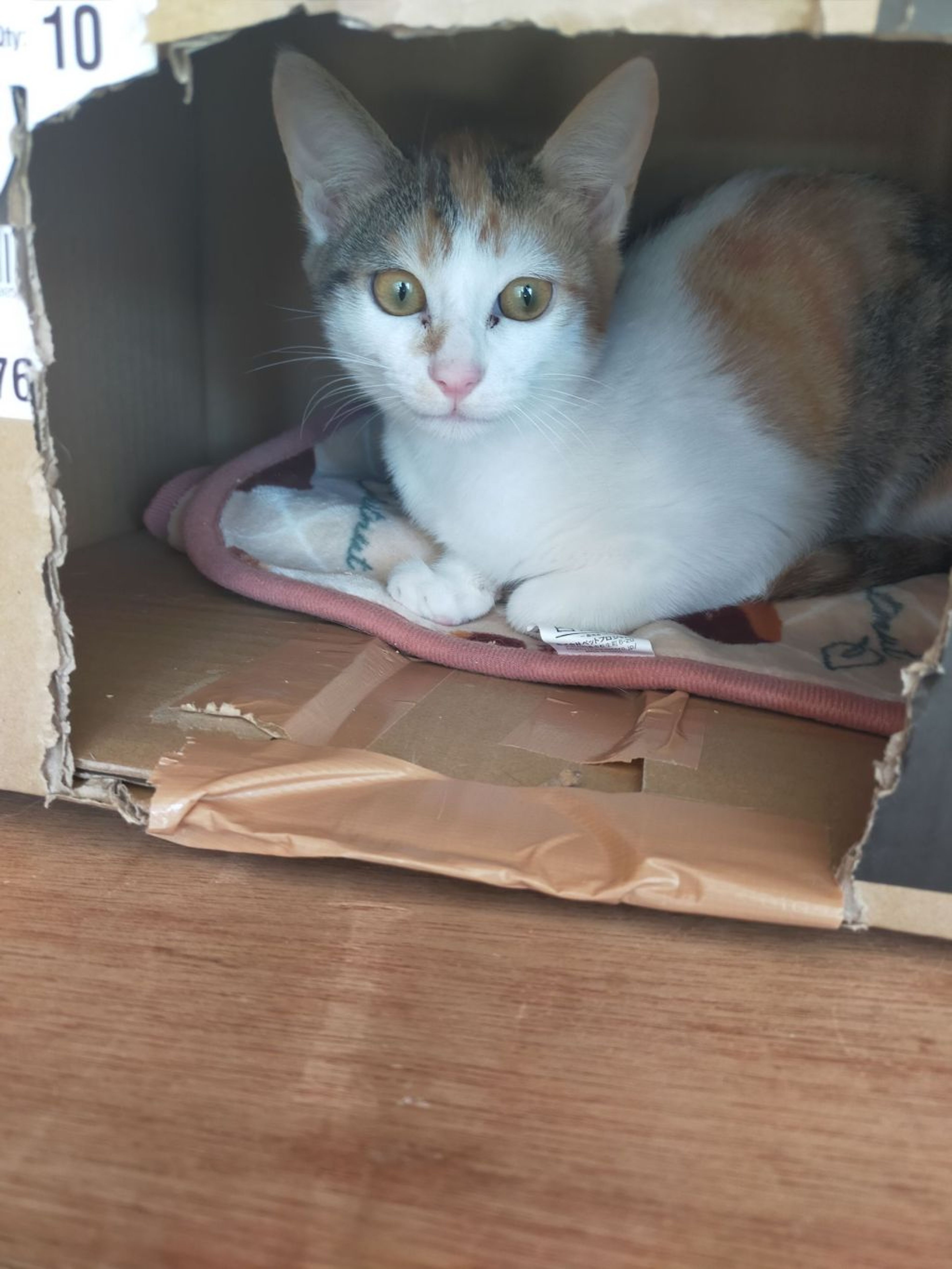 pet-image-4