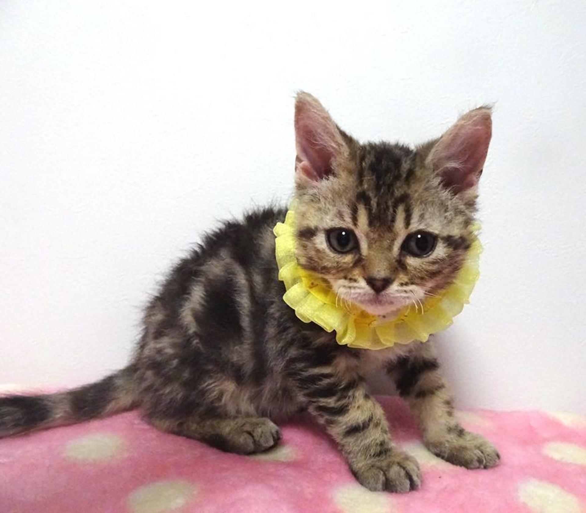 pet-image-2