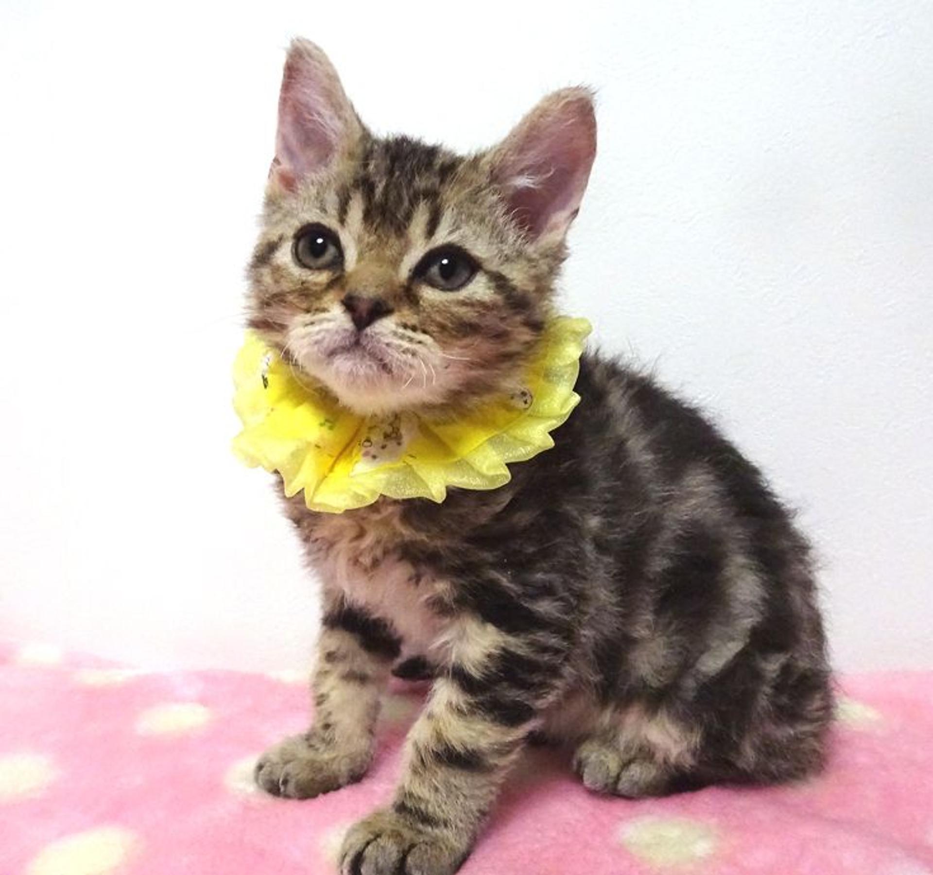 pet-image-3