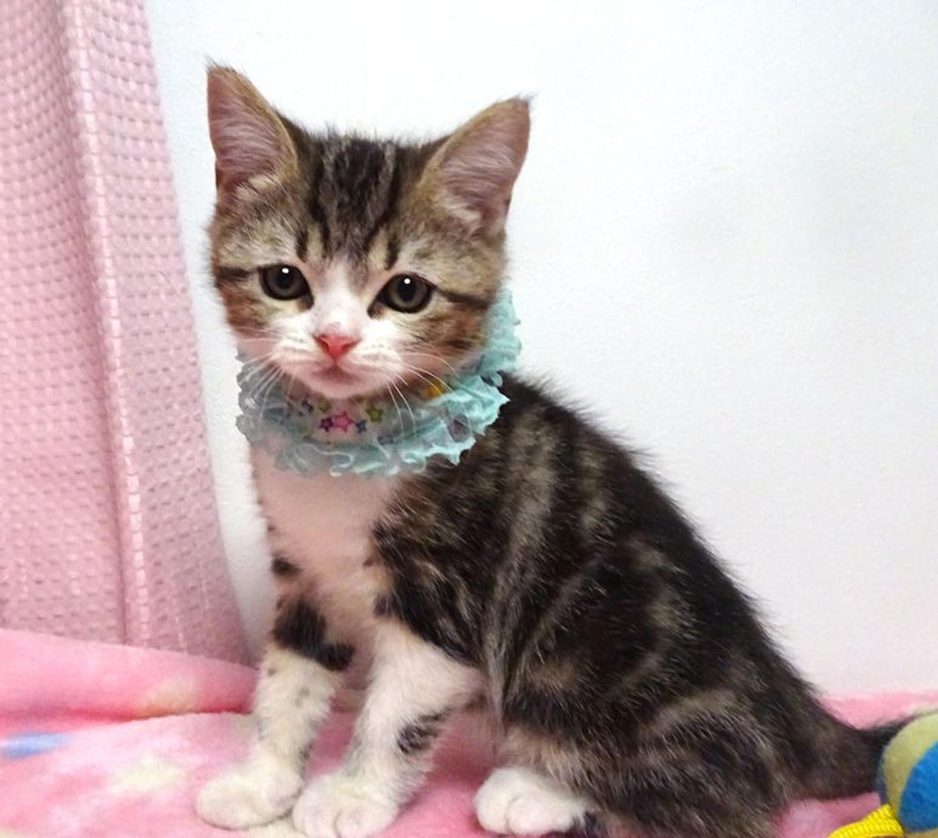 pet-image-3