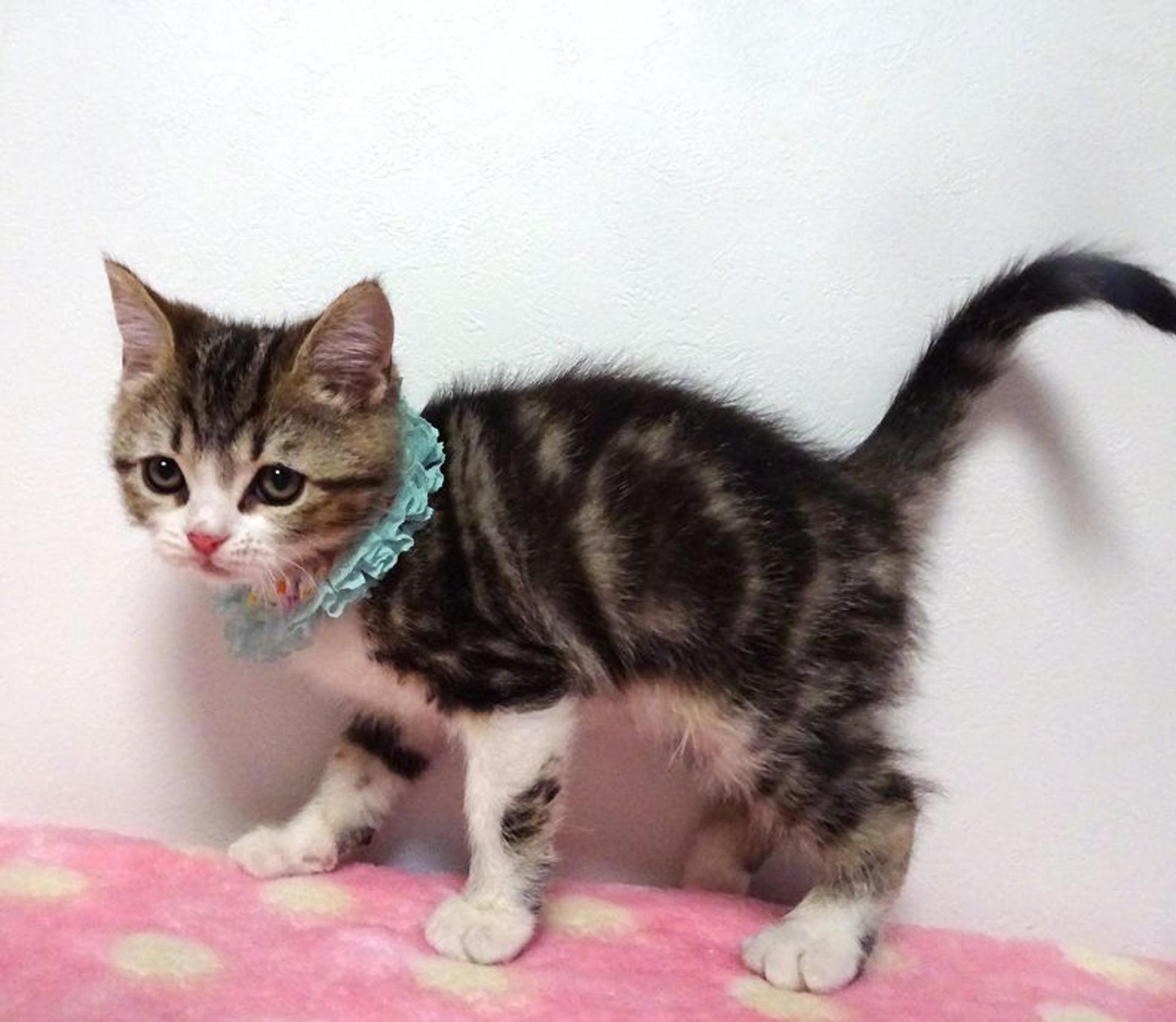 pet-image-4