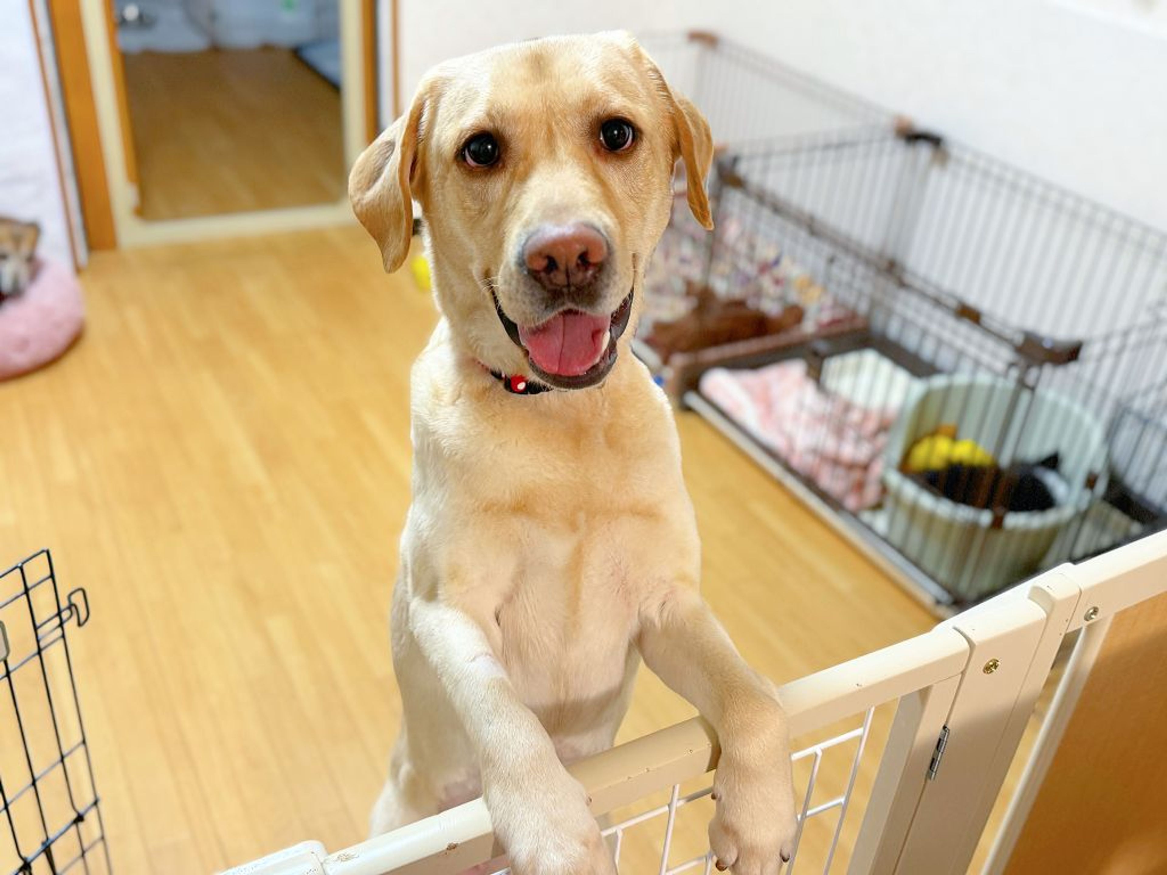 pet-image-3