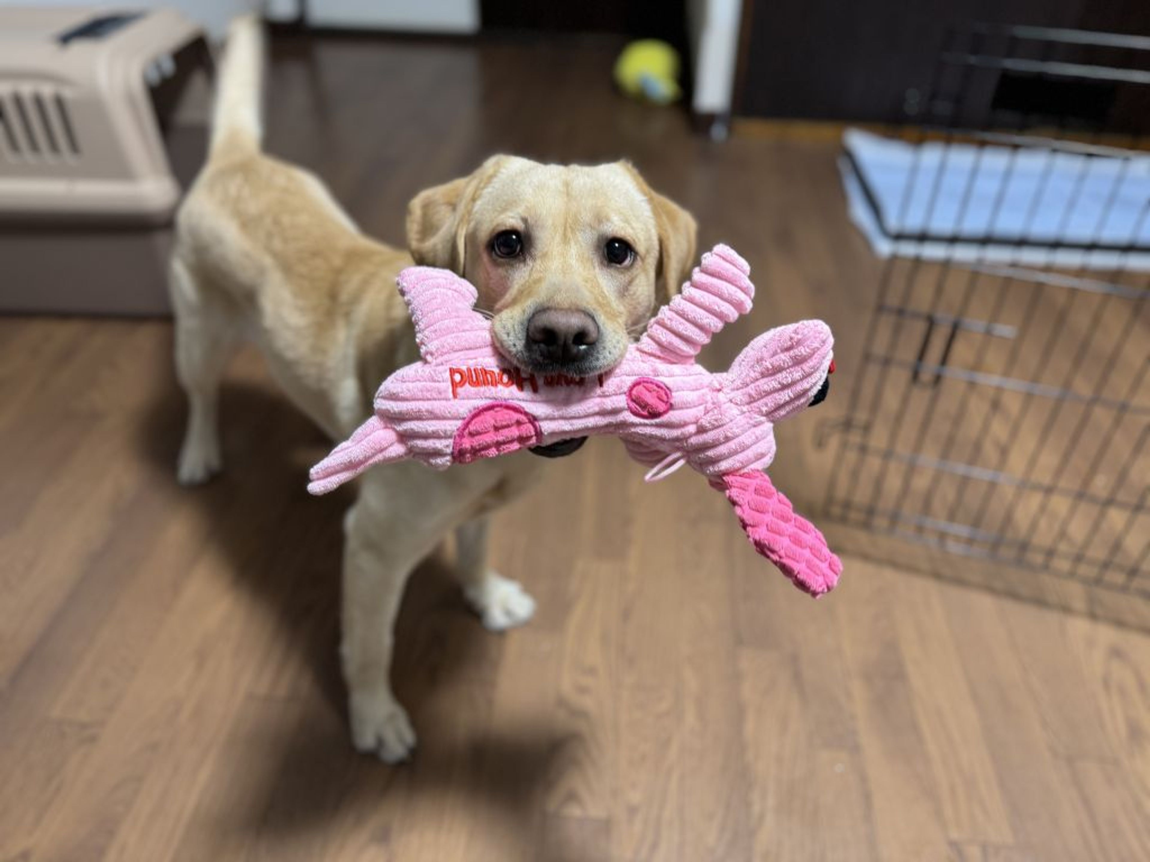 pet-image-5