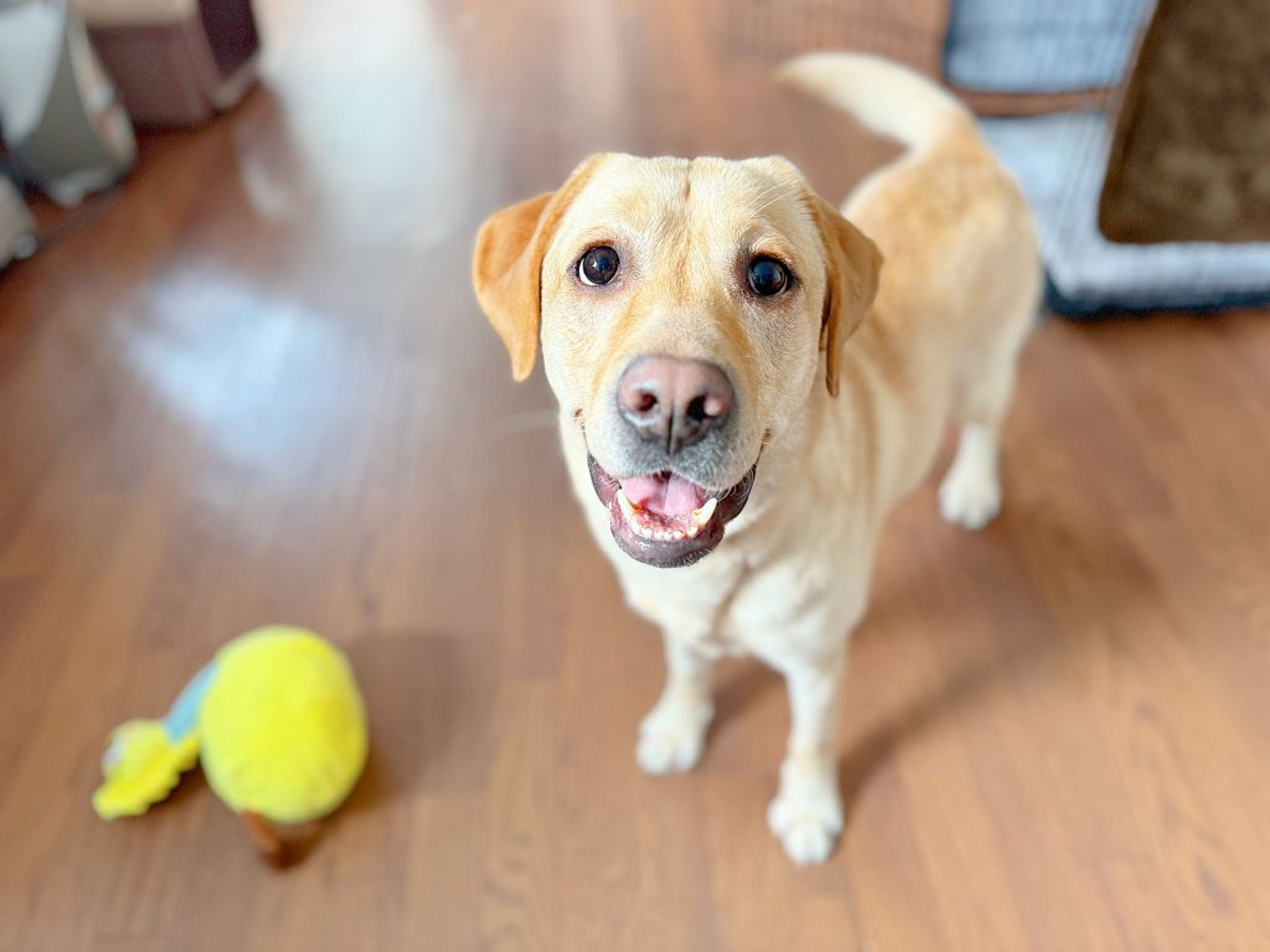 pet-image-6