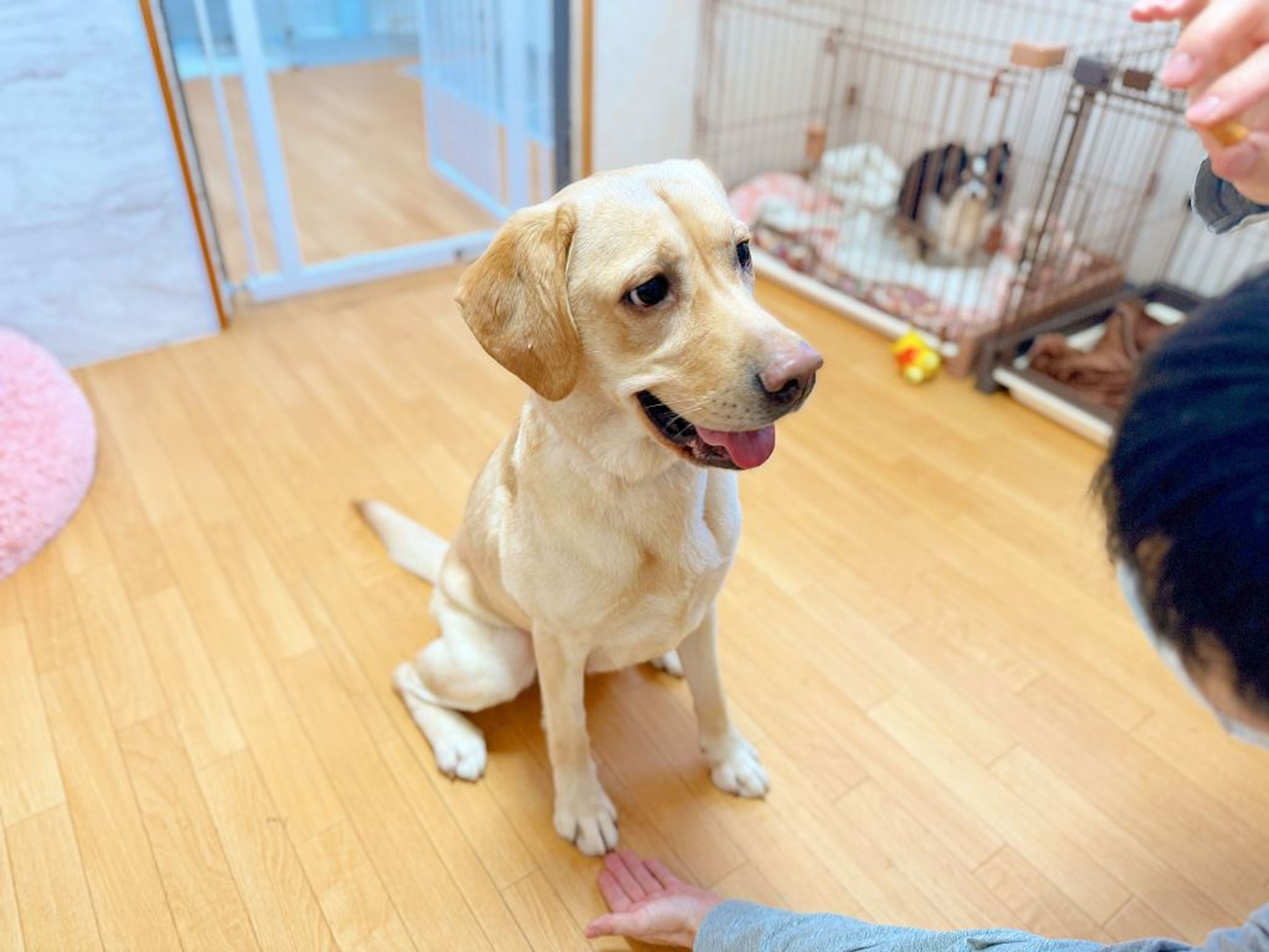pet-image-7