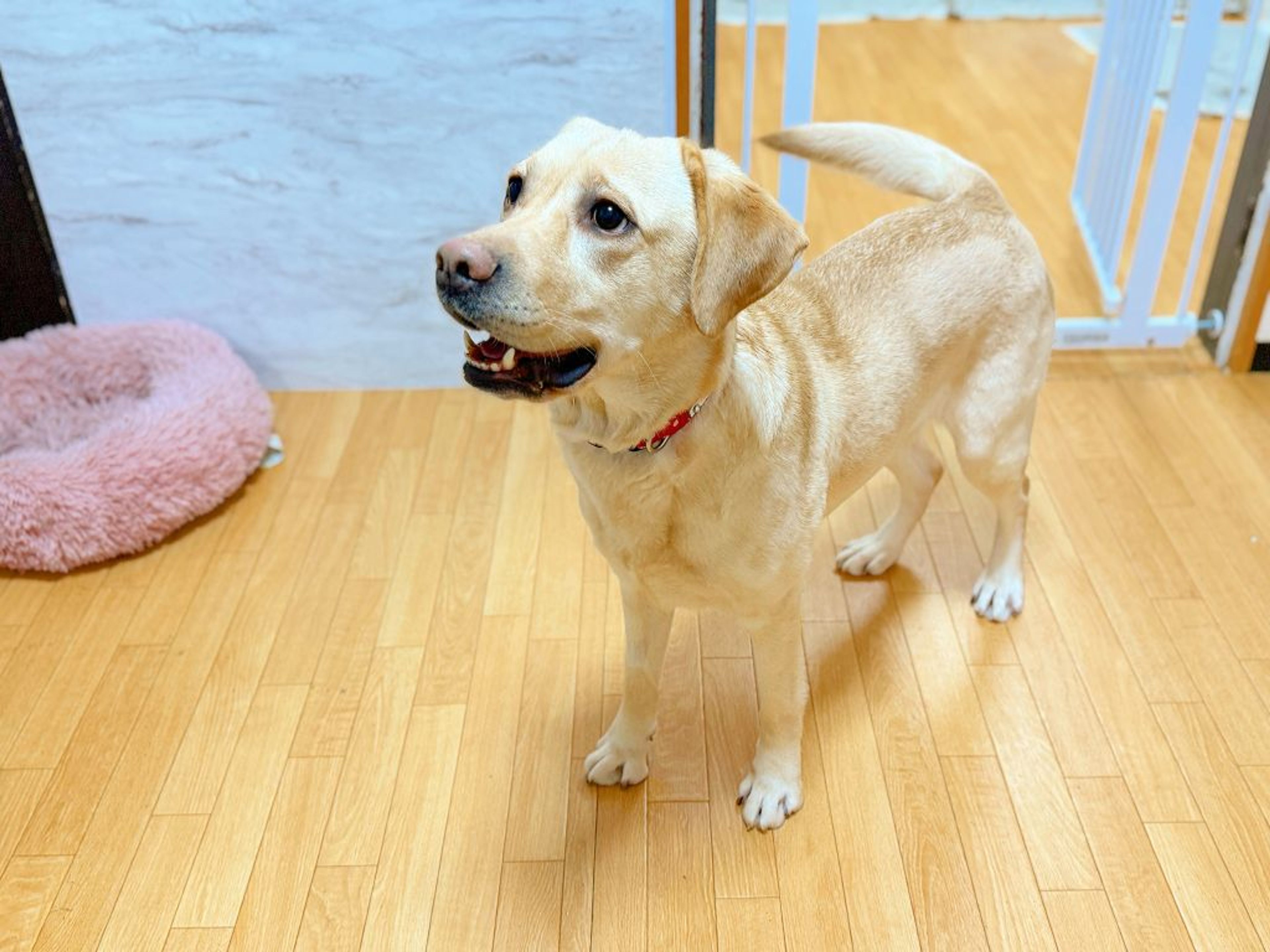 pet-image-8