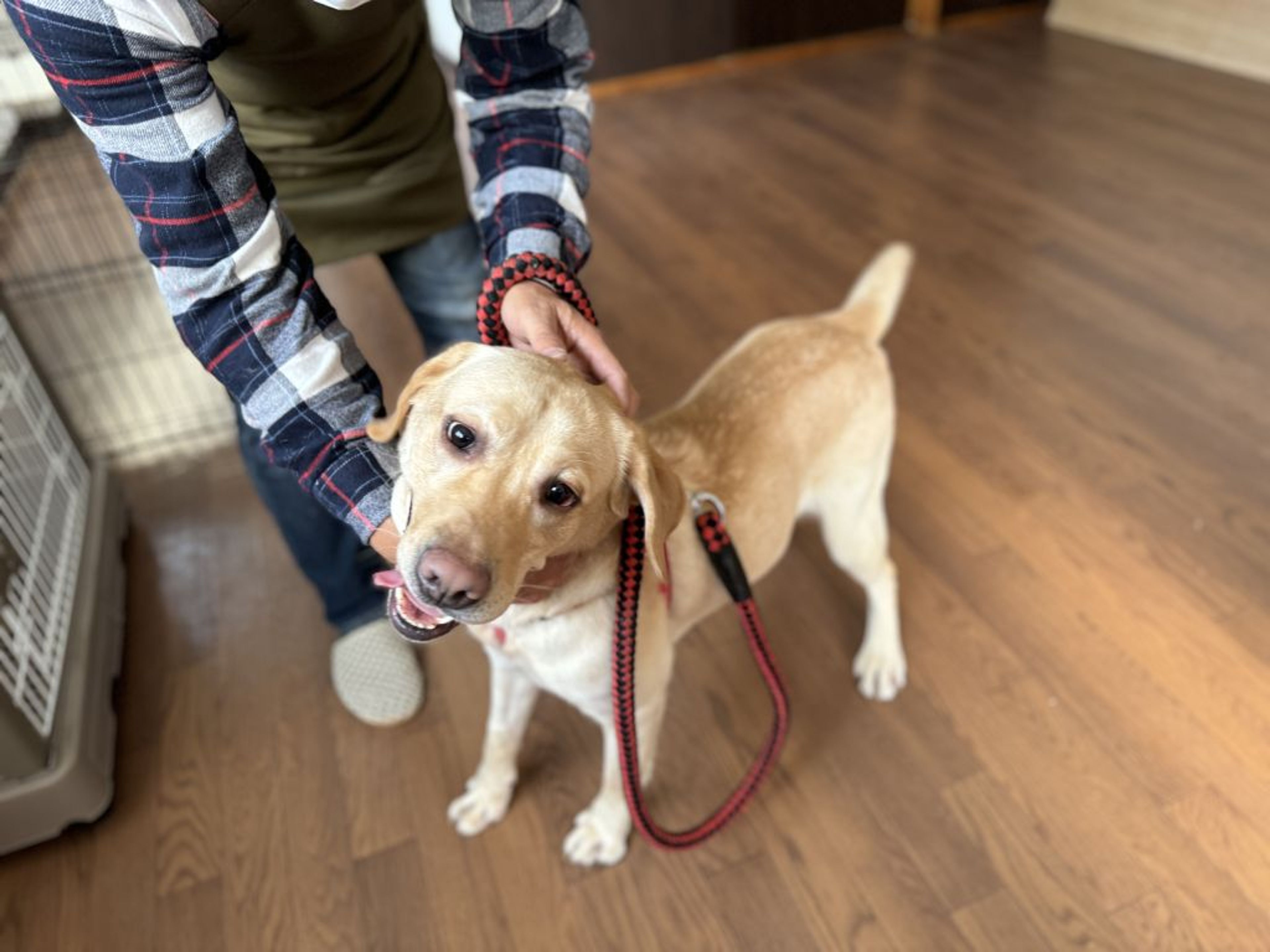 pet-image-9