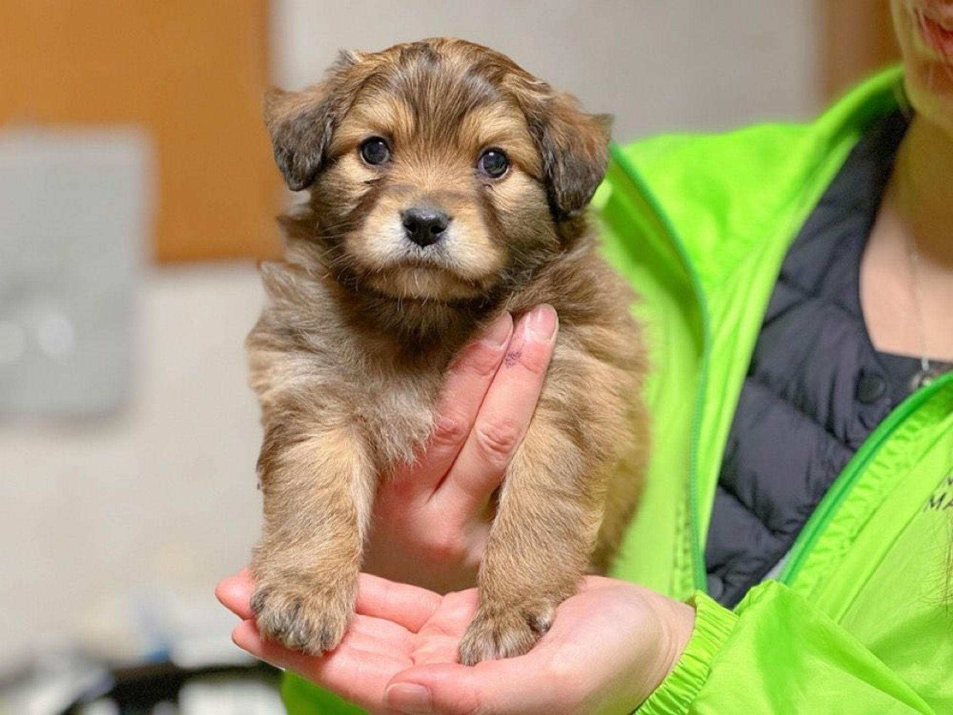 雑種（ミックス犬）・オスの里親募集の写真
