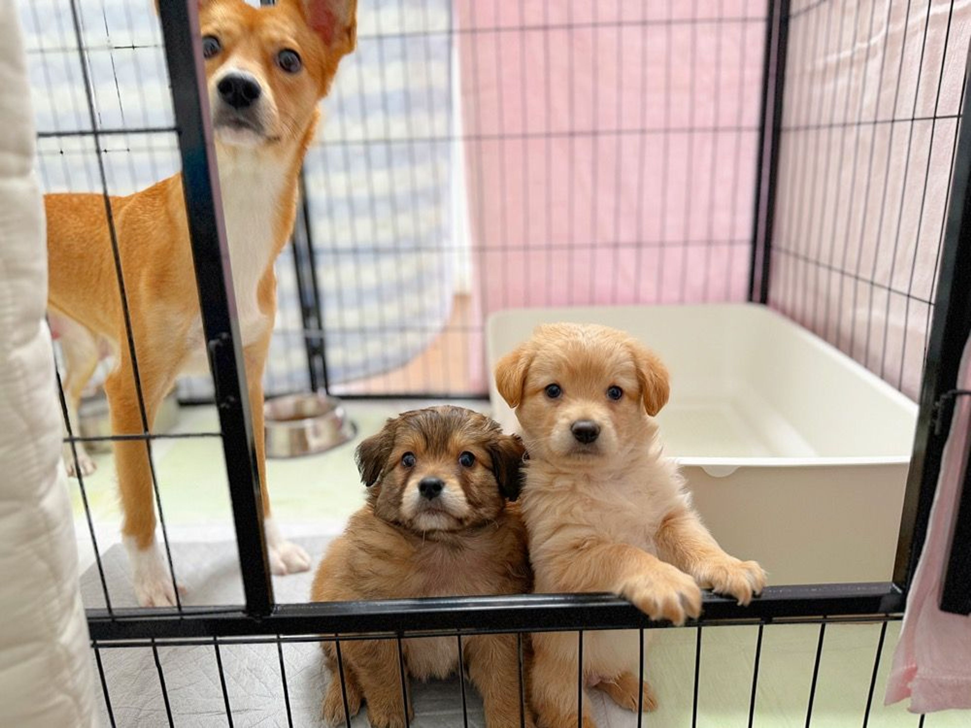 pet-image-4
