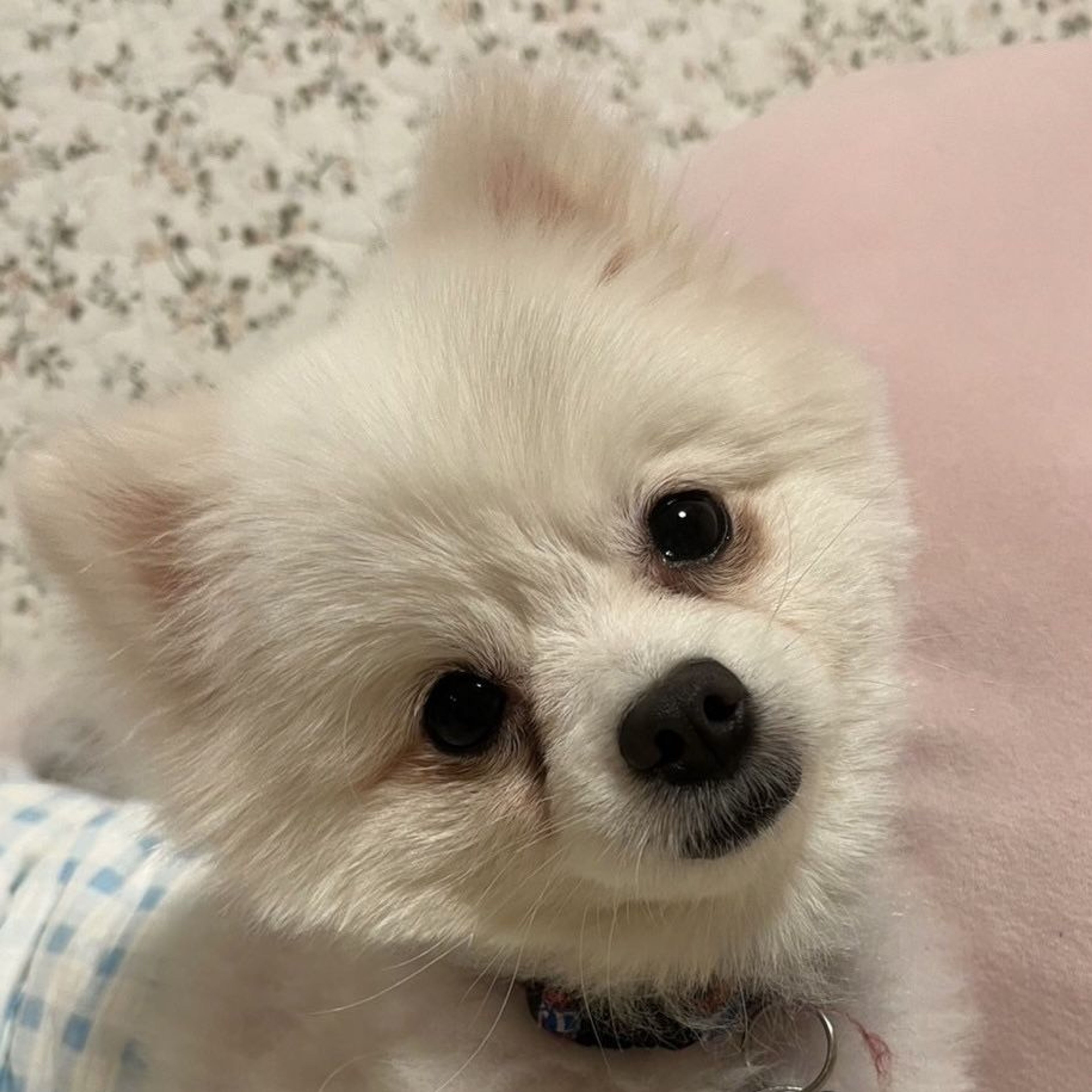 pet-image-2