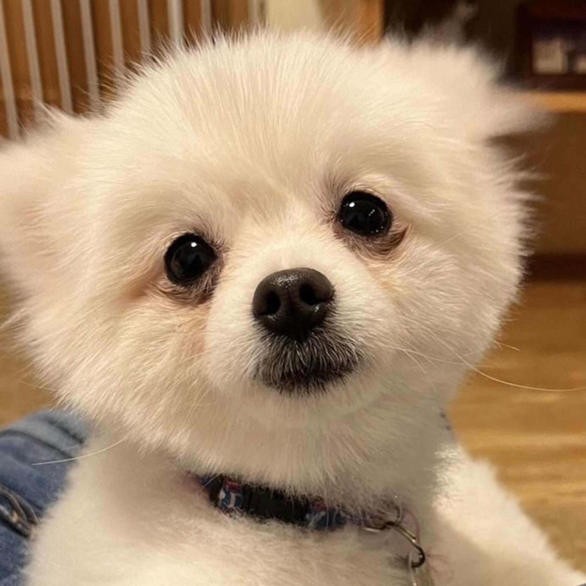 pet-image-4