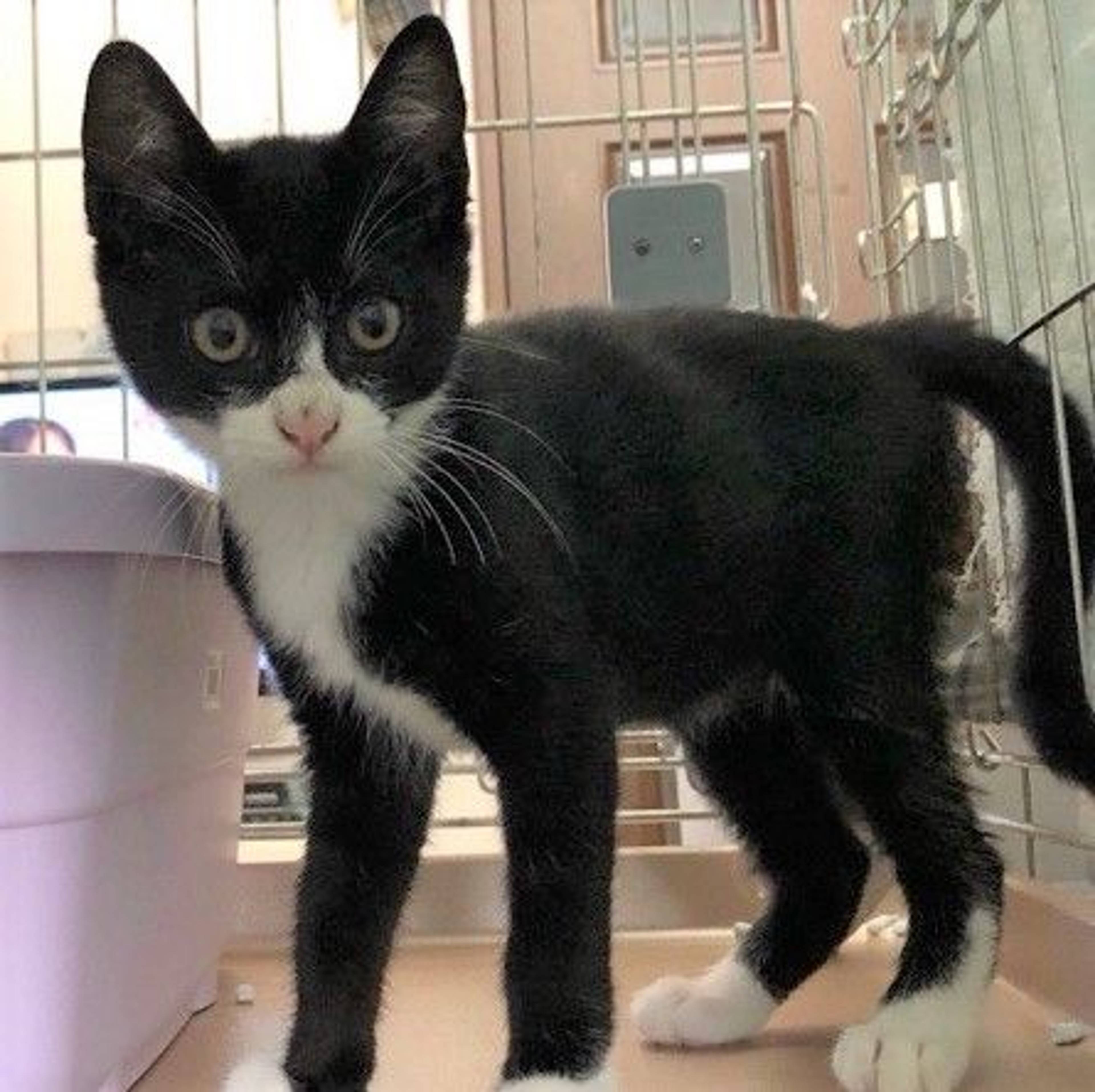 雑種（ミックス猫）・メスの里親募集の写真
