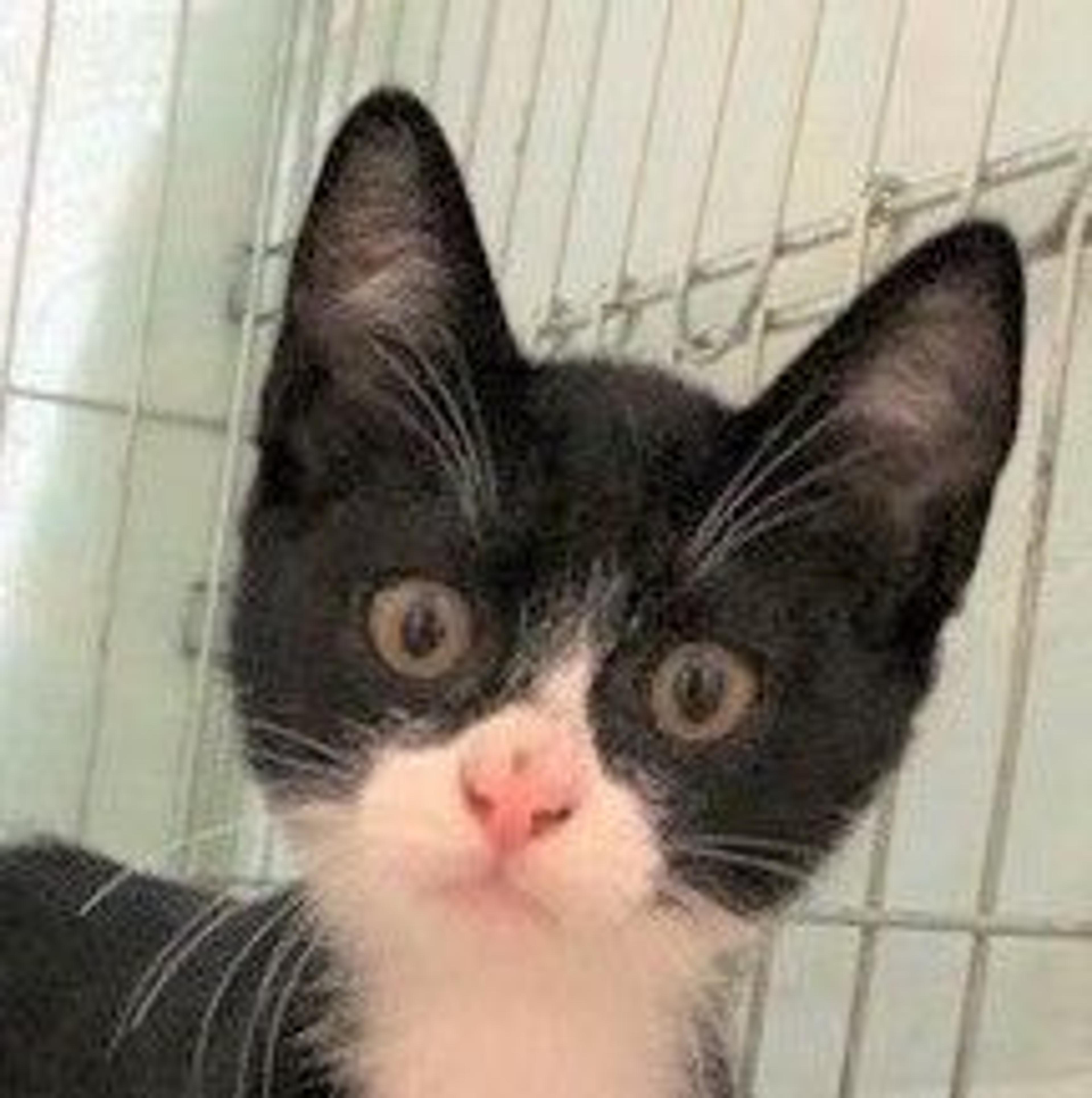 pet-image-2