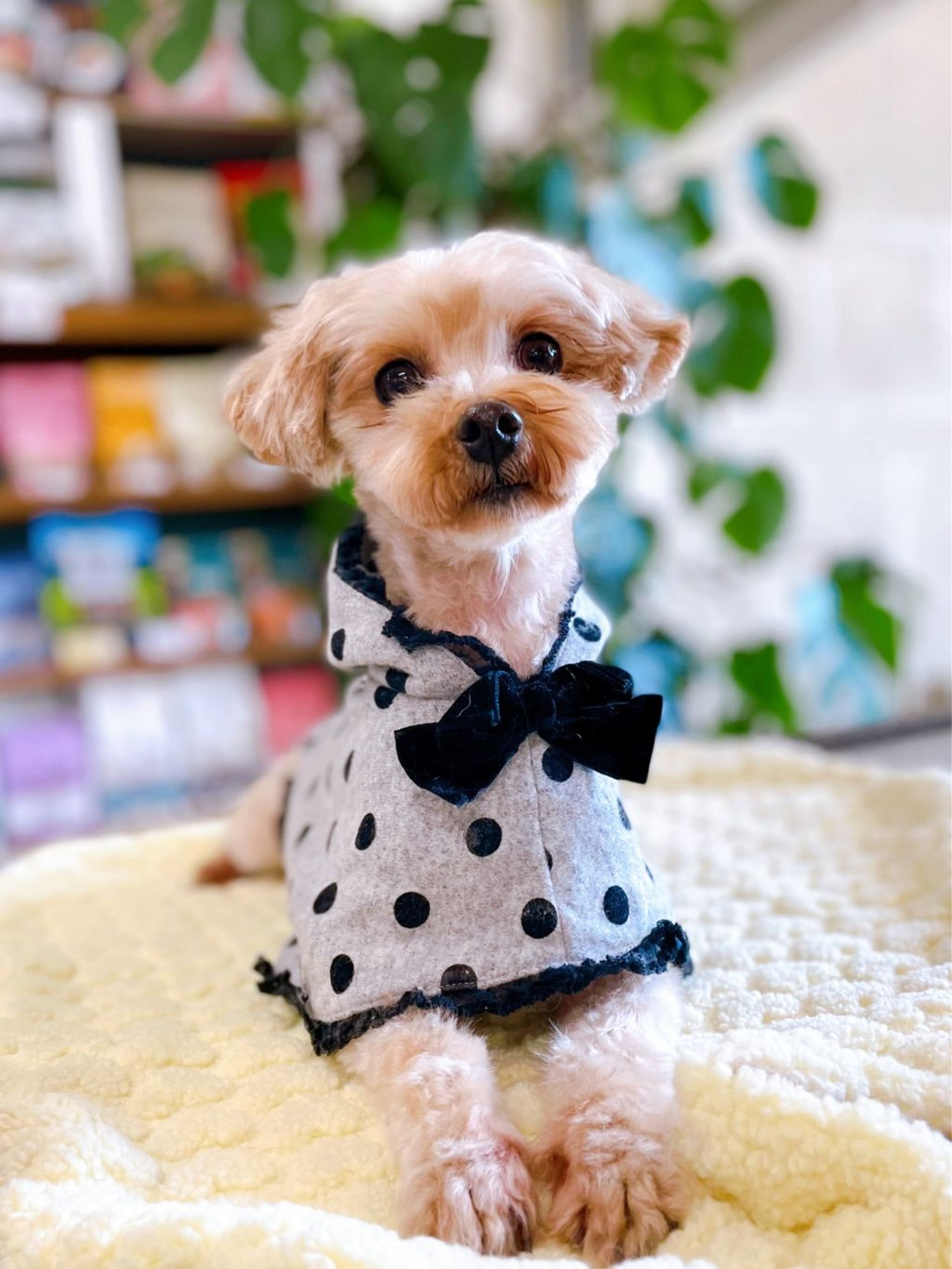 雑種（ミックス犬）・メスの里親募集の写真