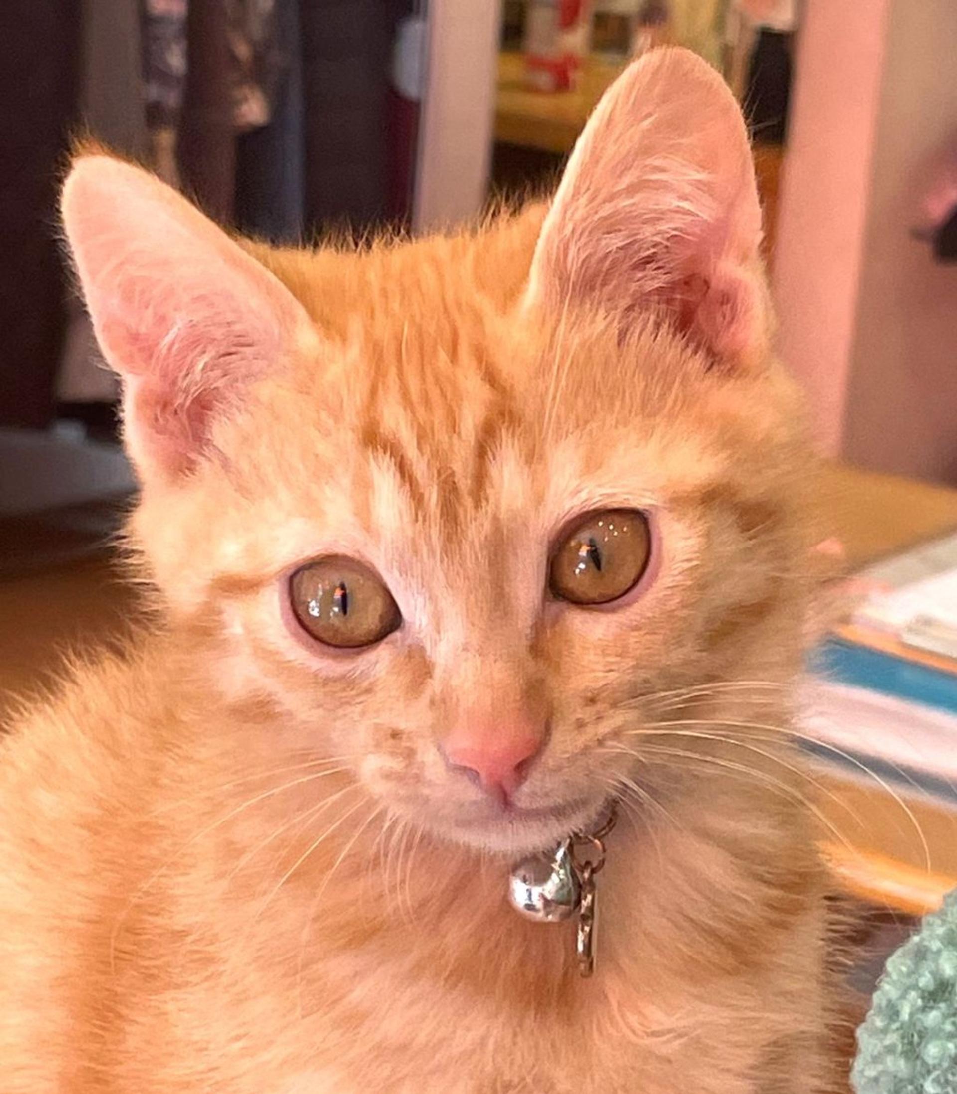 pet-image-2