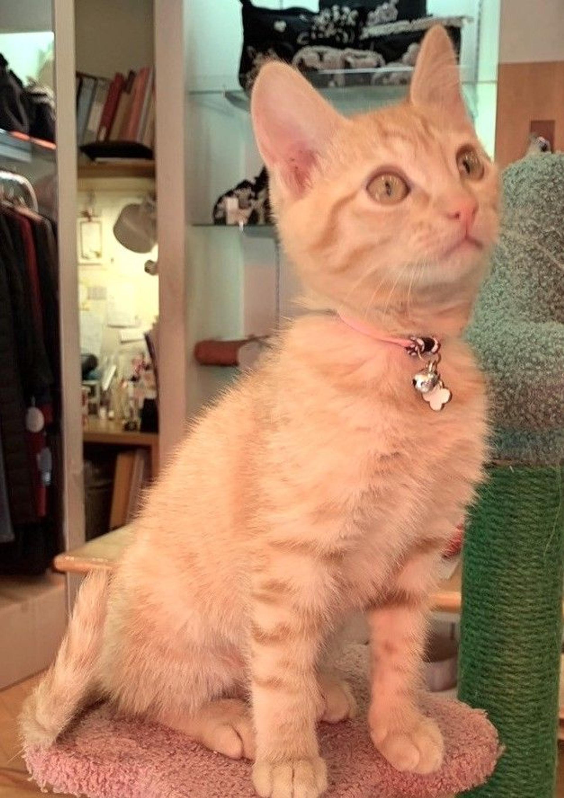 pet-image-6