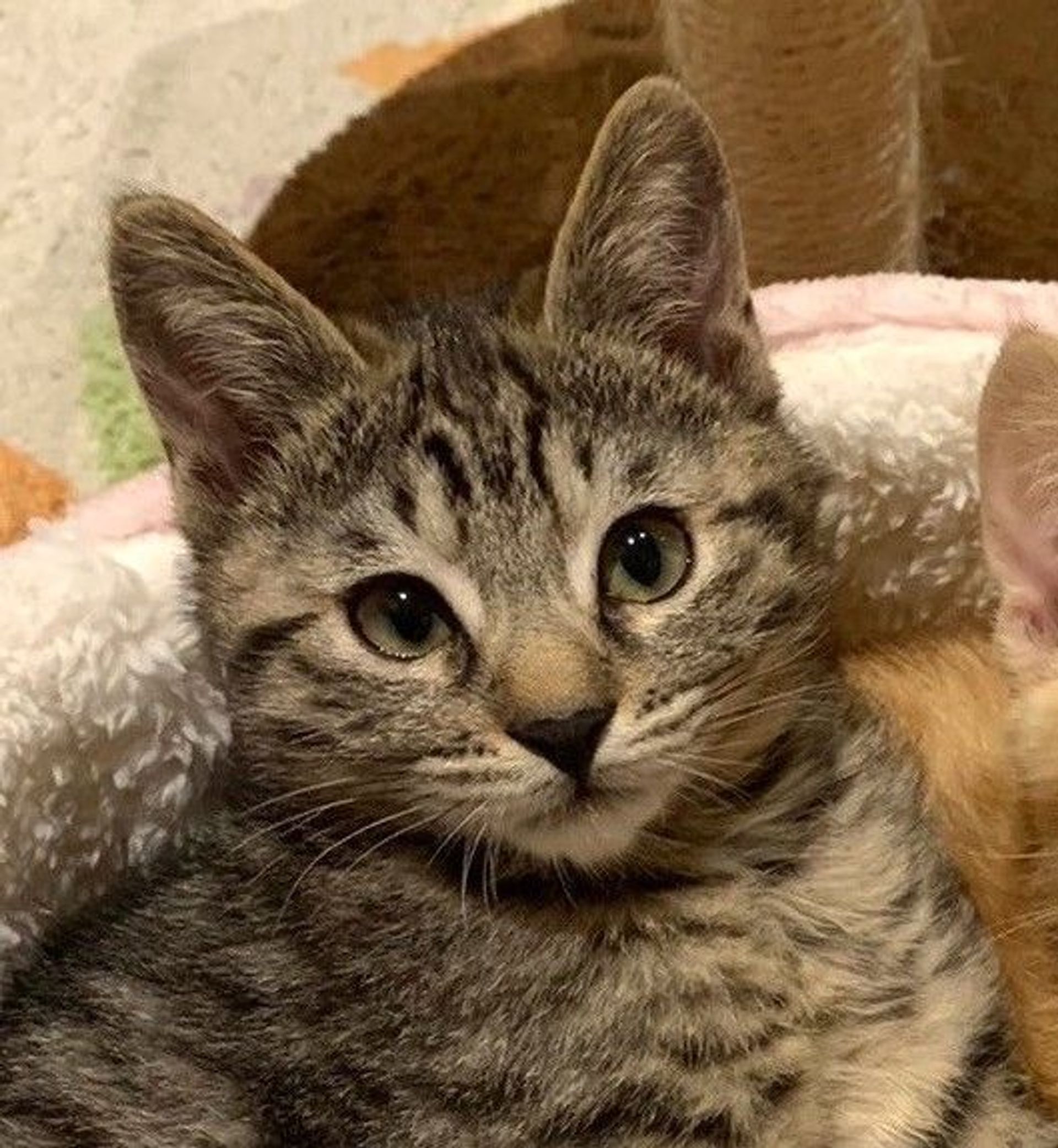 雑種（ミックス猫）・オスの里親募集の写真