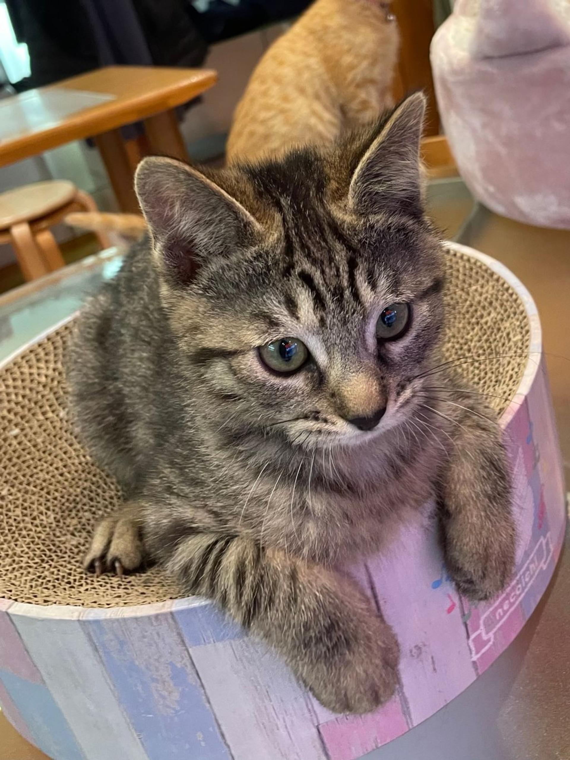 pet-image-5