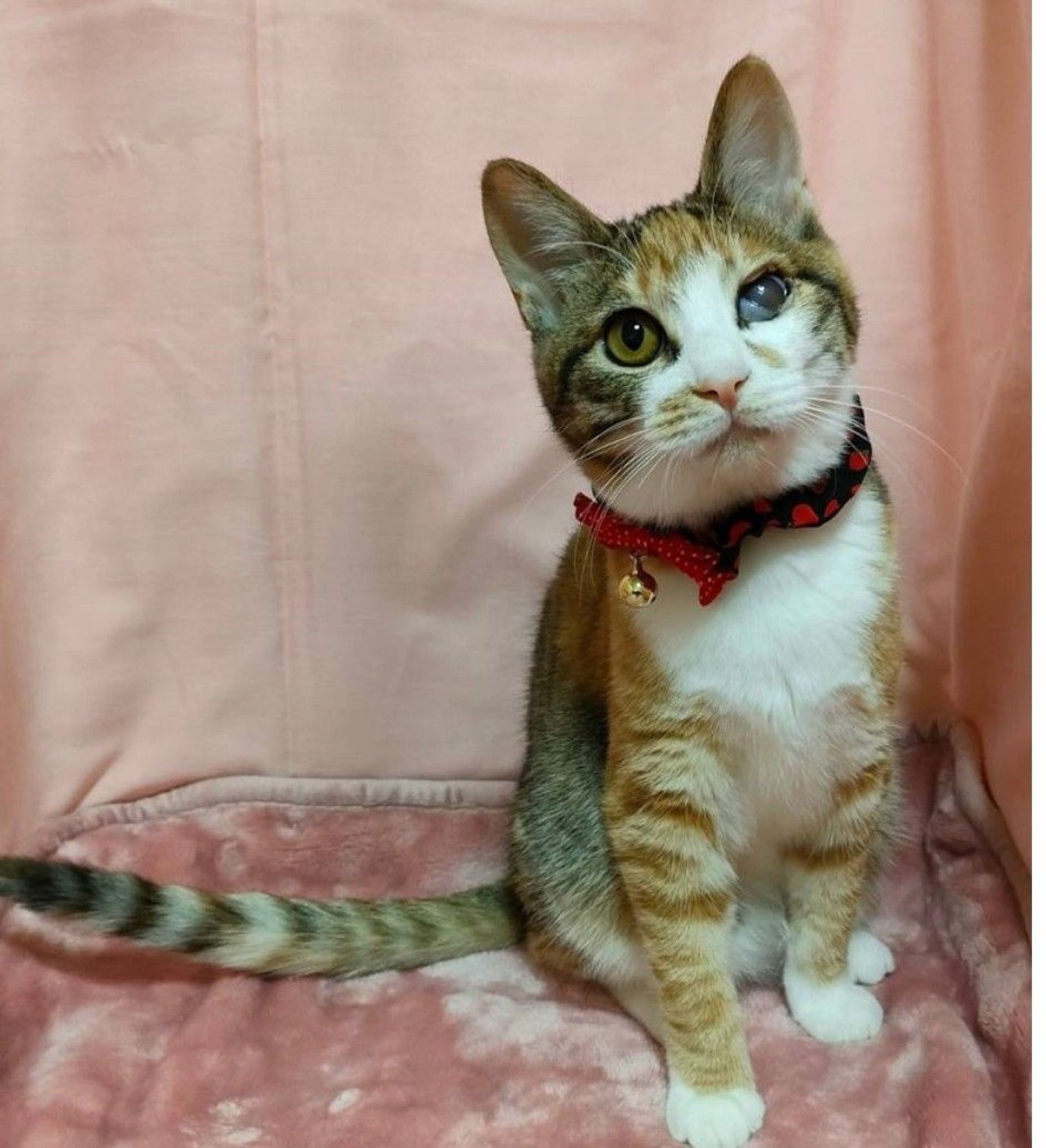 雑種（ミックス猫）・メスの里親募集の写真