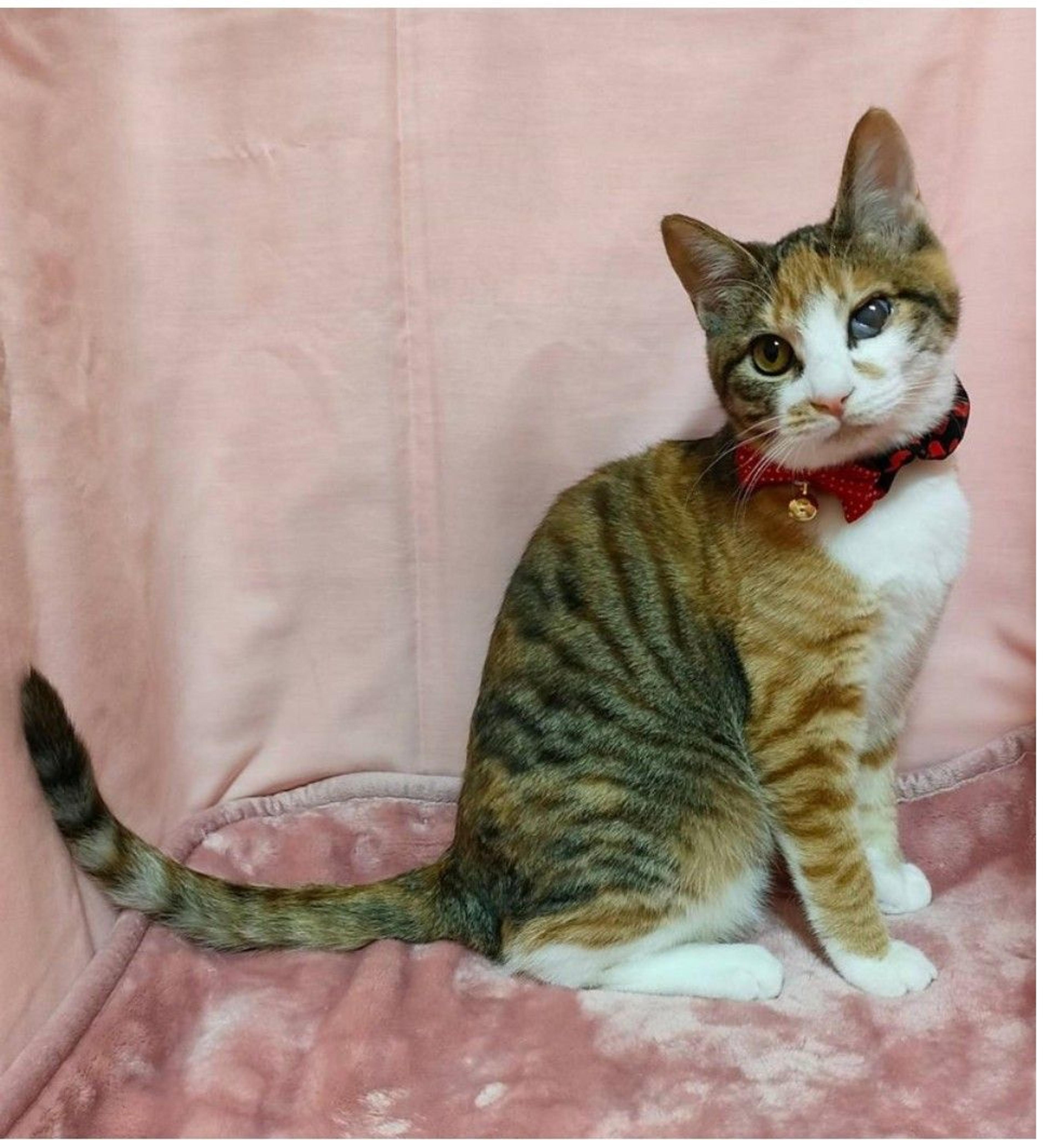 pet-image-2