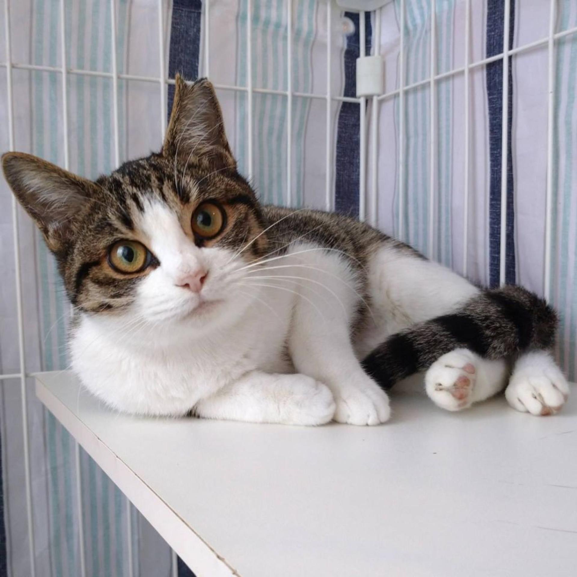 pet-image-3