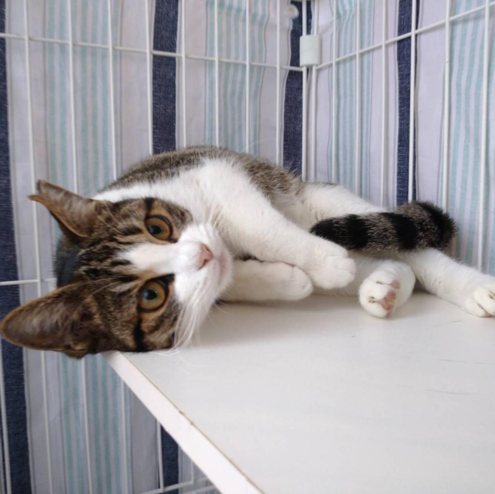 pet-image-5
