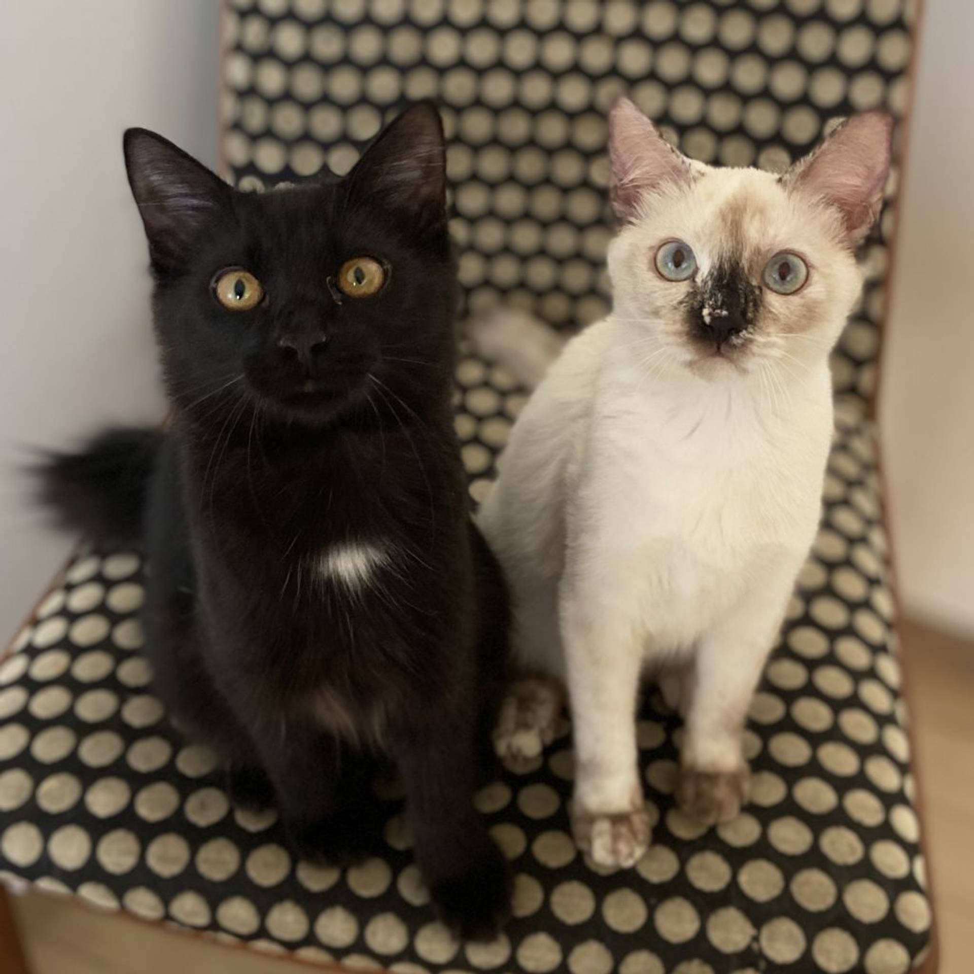 雑種（ミックス猫）・メスの里親募集の写真