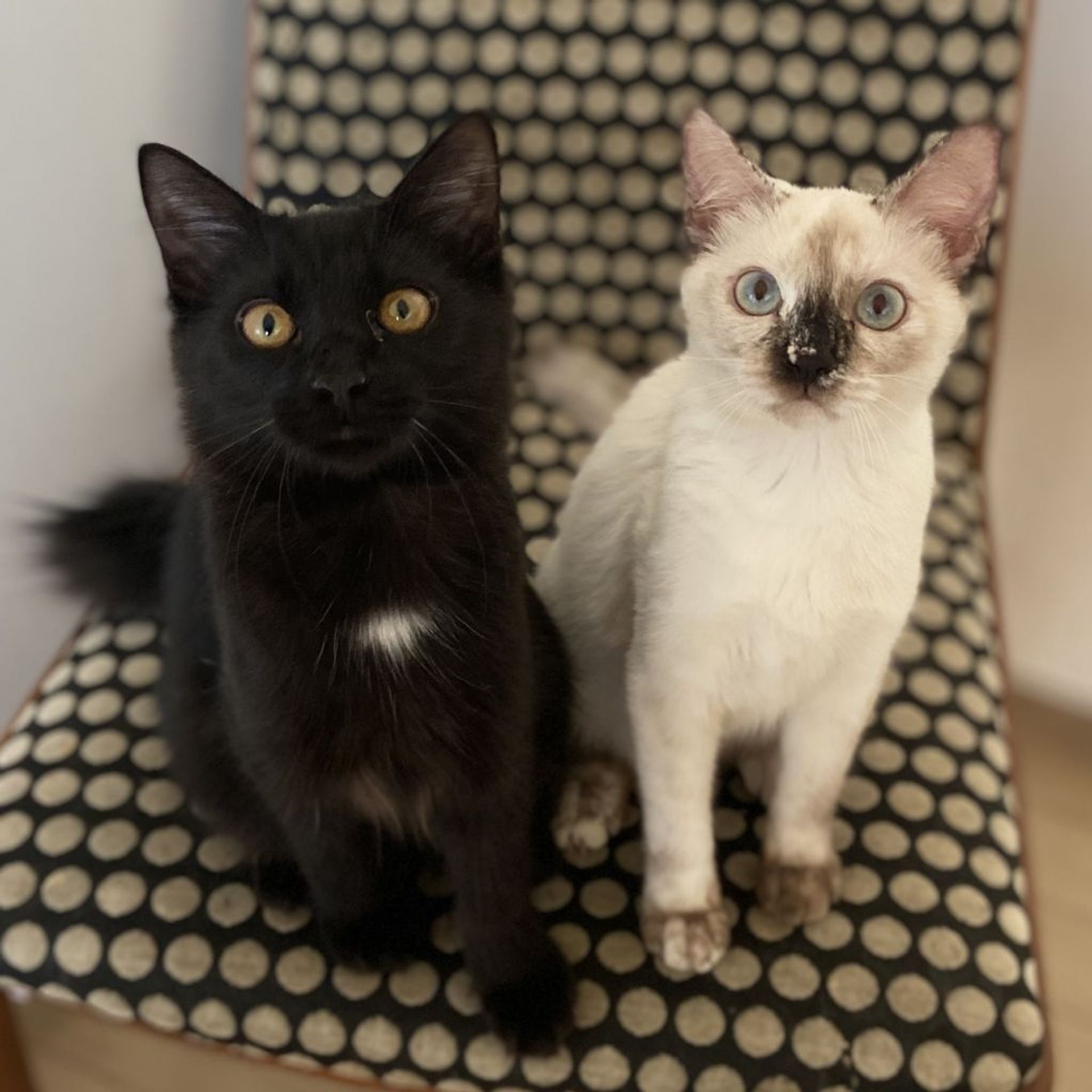 雑種（ミックス猫）・メスの里親募集の写真
