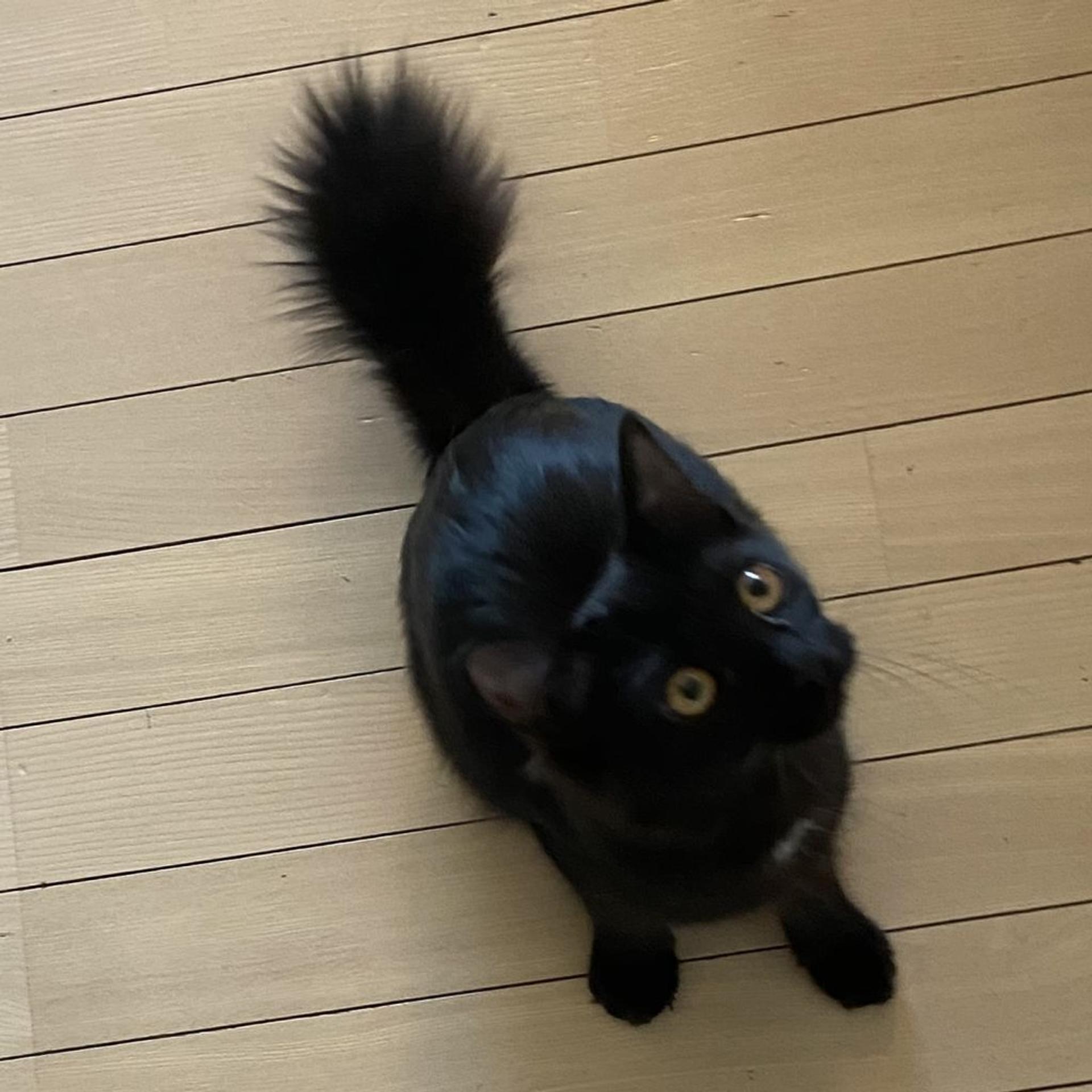 pet-image-2