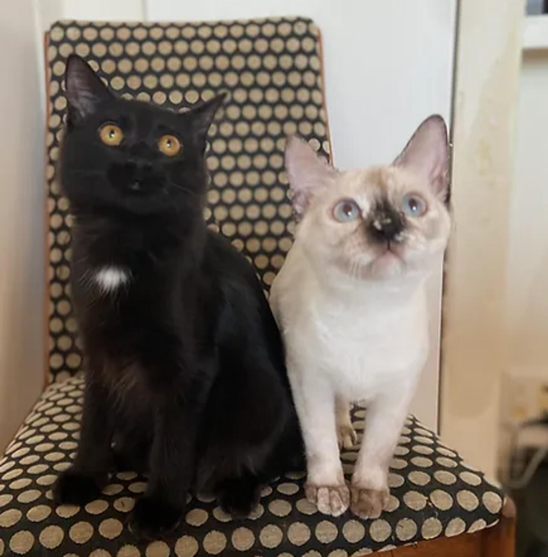 pet-image-5