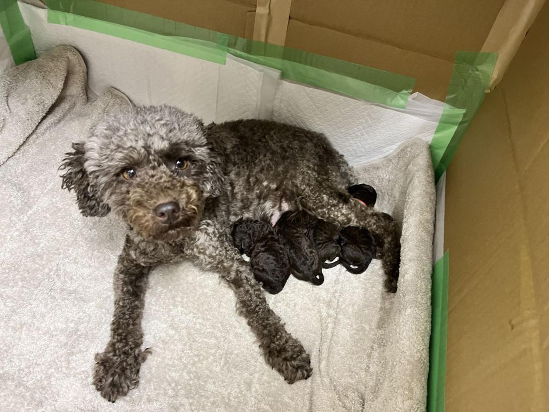 pet-image-2