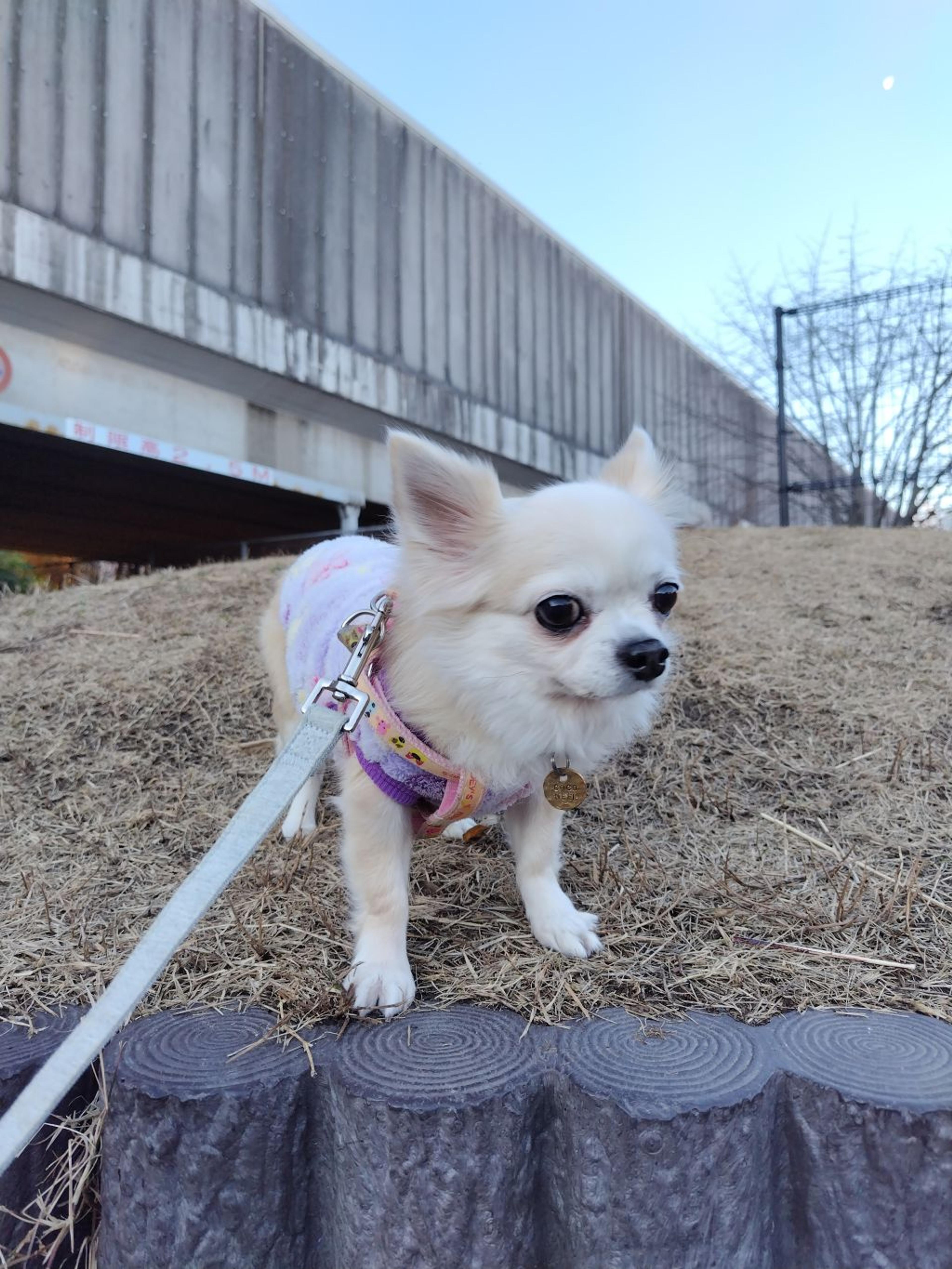 pet-image-3