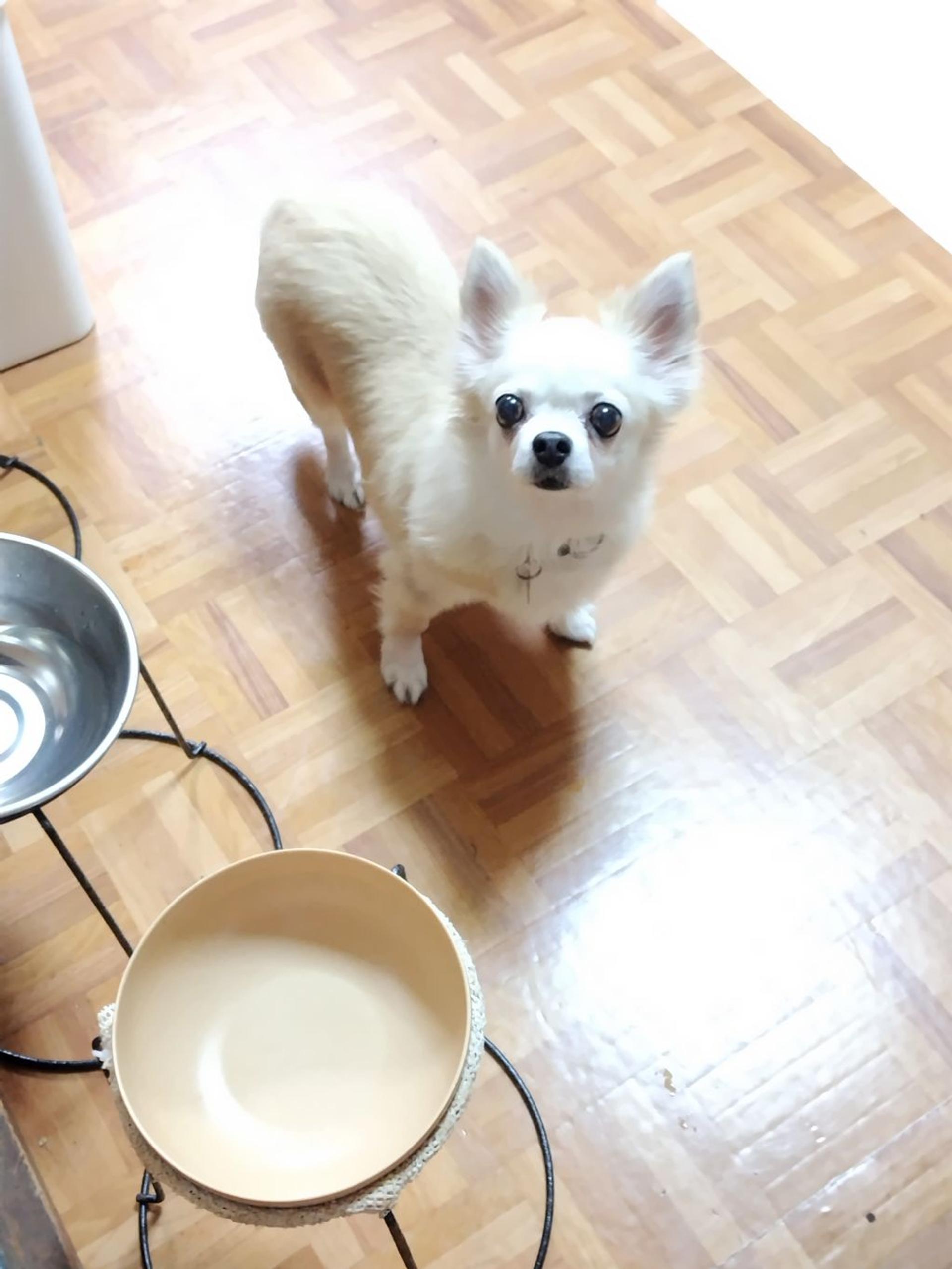 pet-image-5
