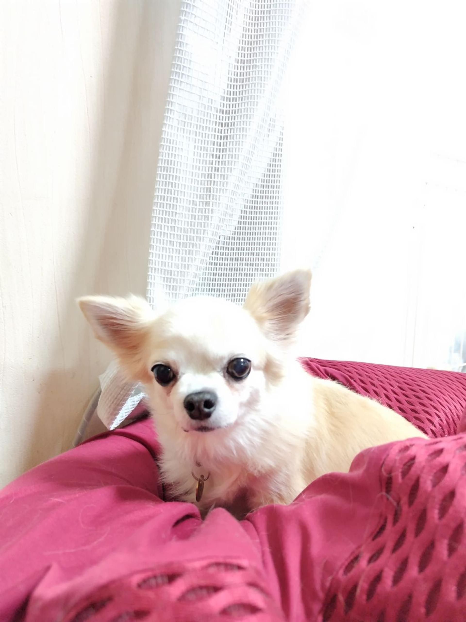 pet-image-4