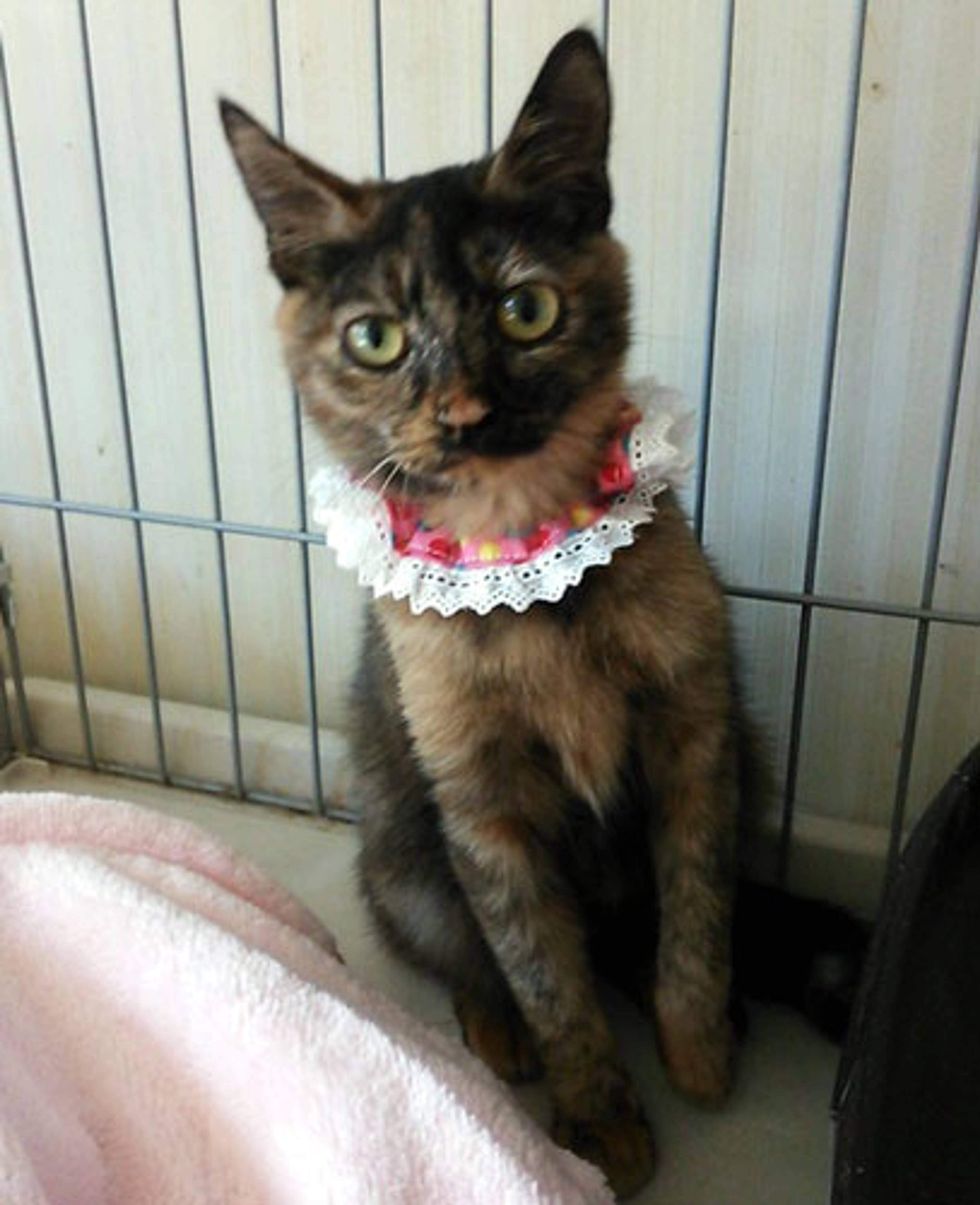 雑種（ミックス猫）・メスの里親募集の写真