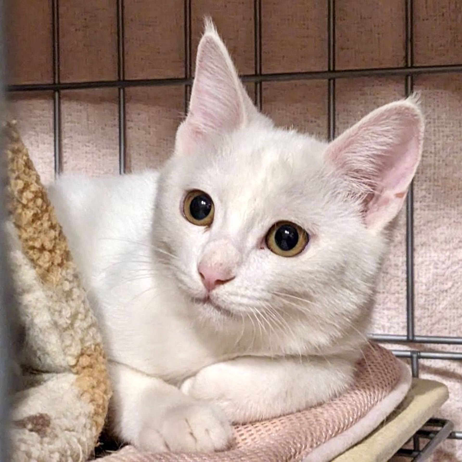 雑種（ミックス猫）・メスの里親募集の写真