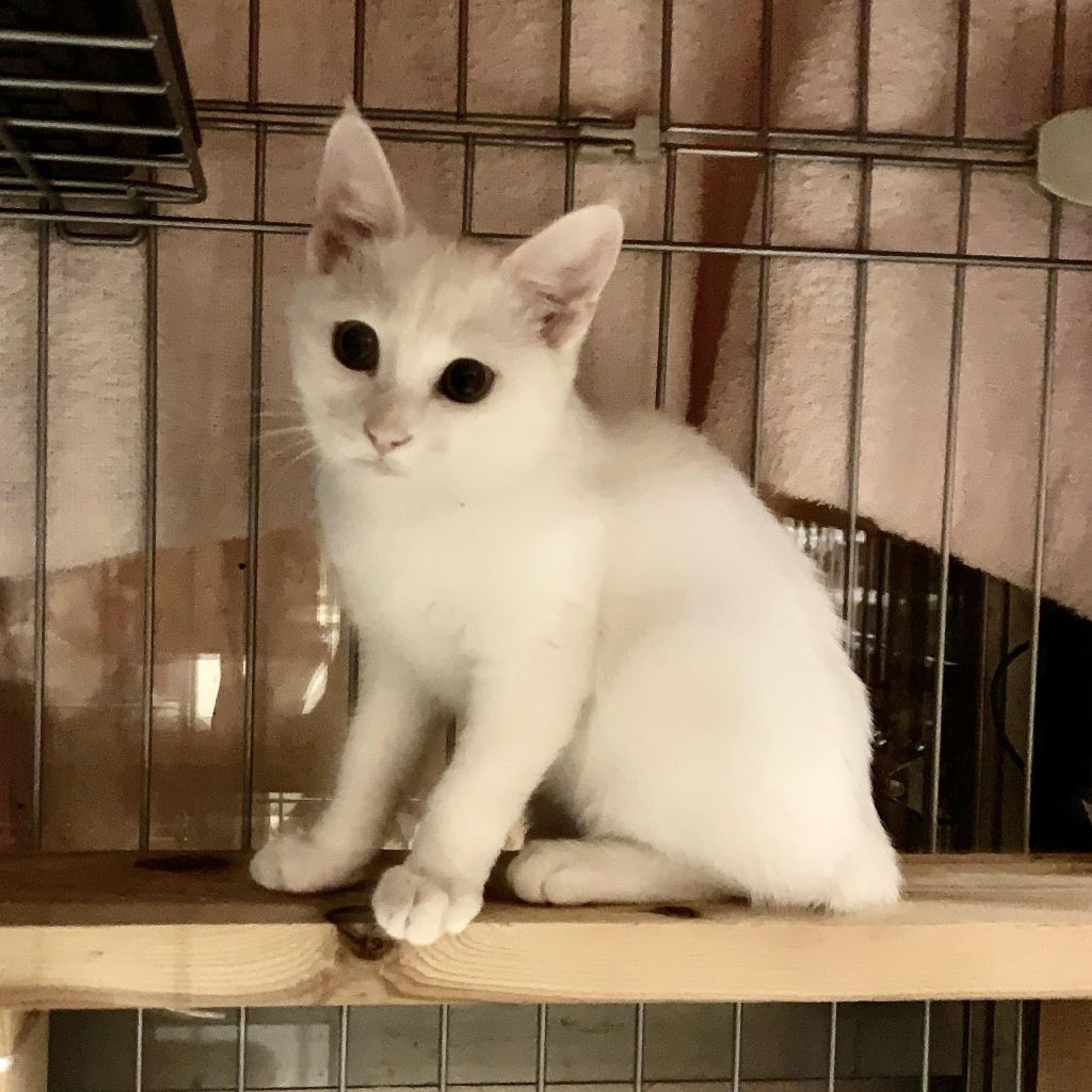 pet-image-2