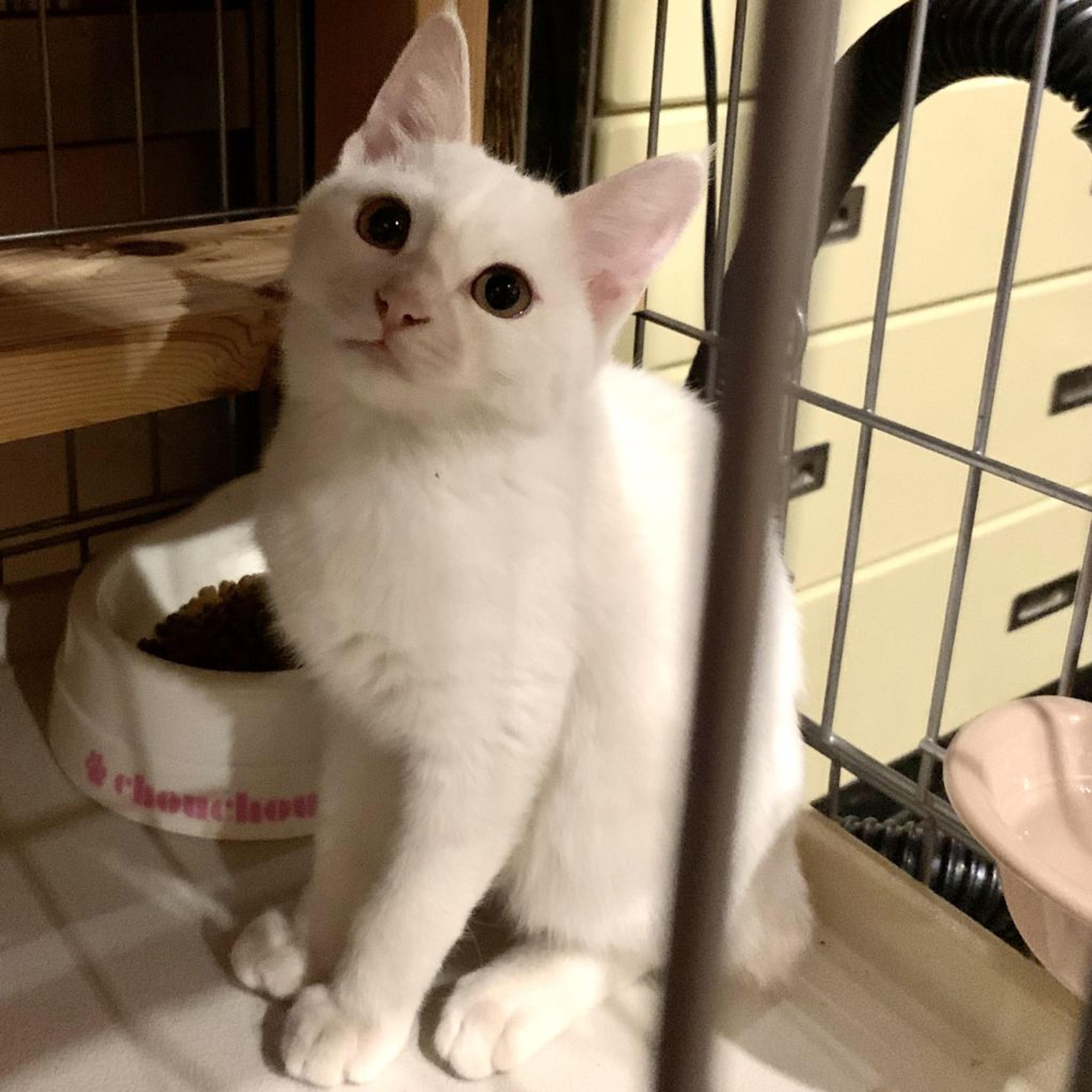 pet-image-3