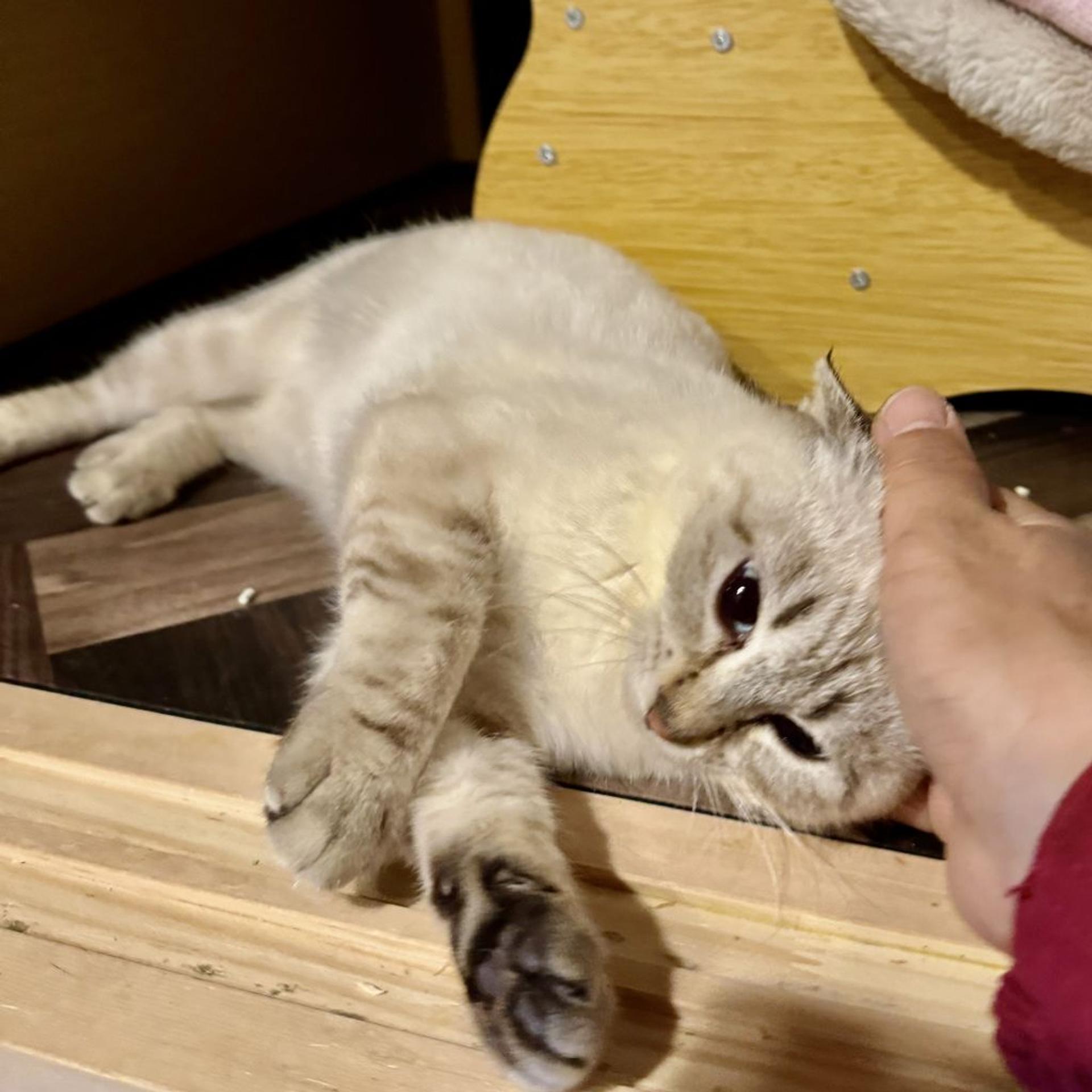 pet-image-3
