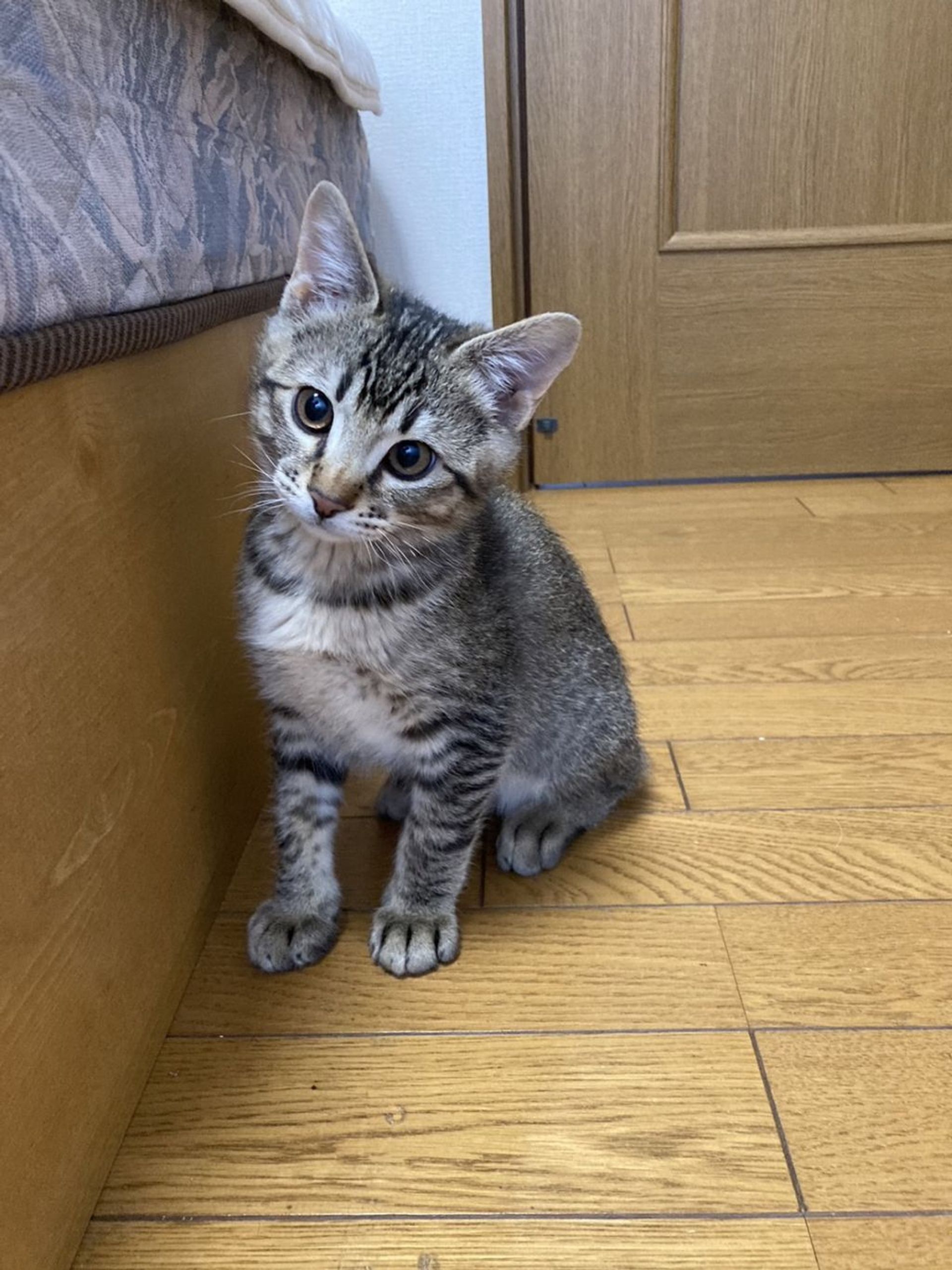 雑種（ミックス猫）・オスの里親募集の写真