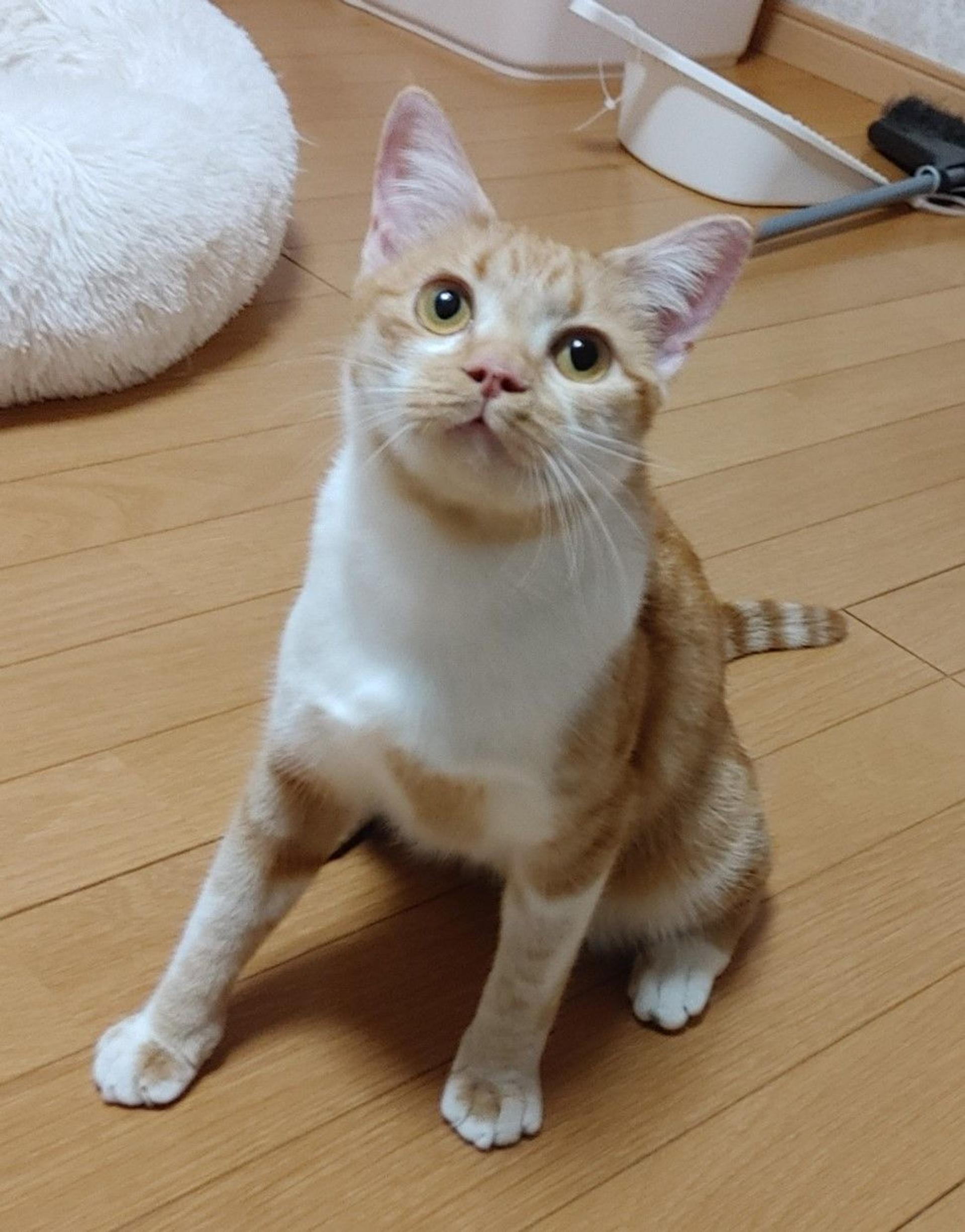 pet-image-2