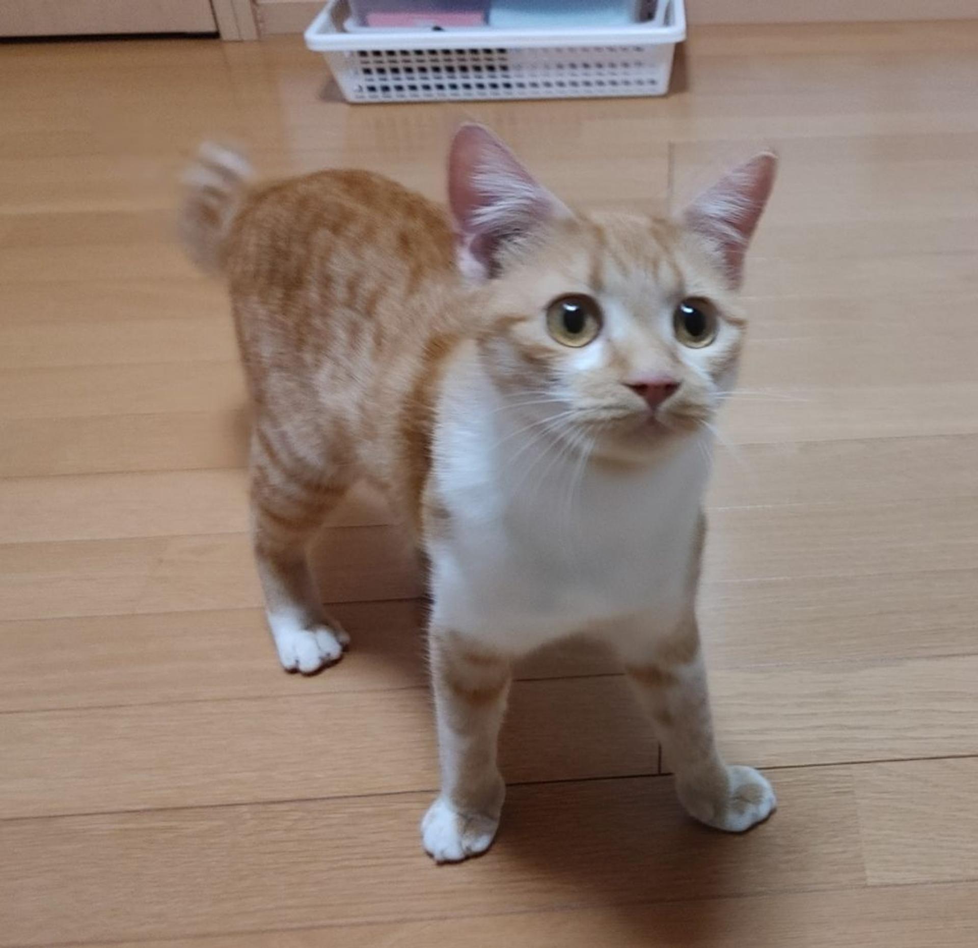 pet-image-3
